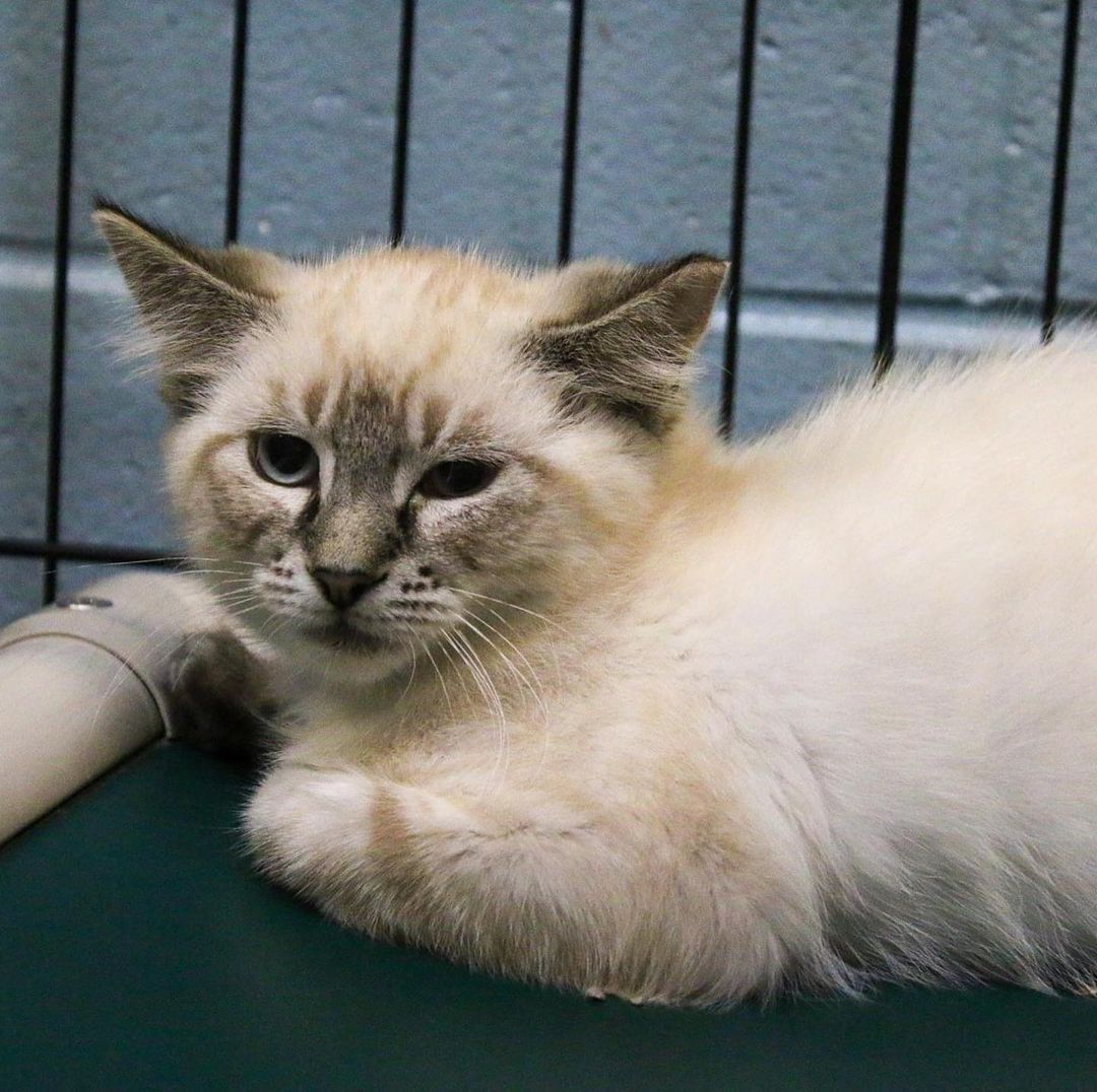 Don't let these cute faces fool you -- These kittens are working kittens. Meet our Barn Kitten Bunch. 

Our working cats are adopted out to barns, warehouses, breweries, etc. Anywhere where they can live their cat fantasies of being mousers, enjoying the breeze and not being forced to hang out with humans. 

Why are these kittens? Well, these kittens are especially spicy. They would be happiest without the pressure of the indoor life. We can't promise that they will eventually warm up to people, but spicy kittens can turn sweet. Or at least from red hot to mild. 

Just remember... hisses get kisses.

Do you need the cutest working kitten? Or know someone who could use a new mouse-catching, bug attacking, little furry employee?