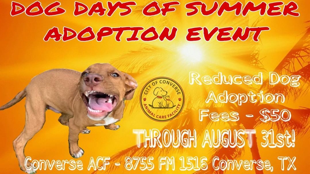 DOG DAYS OF SUMMER ADOPTION EVENT
We are at max capacity! We have 16 dogs currently available for adoption and several more who will be ready in the next few days. Come meet all these smiling faces or check them out on Petfinder at https://www.petfinder.com/member/us/tx/converse/city-of-converse-animal-care-tx2380/ or on www.converseanimalcare.net