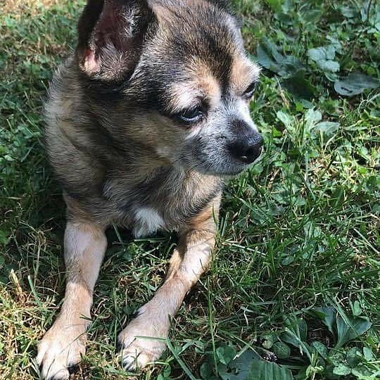 Buster is a 11 year old male chihuahua recovering from ACL surgery and will be ready for his forever home soon. Please go to allmuttsmatter.org  to apply
<a target='_blank' href='https://www.instagram.com/explore/tags/amm/'>#amm</a> <a target='_blank' href='https://www.instagram.com/explore/tags/Allmuttsmatterfoundation/'>#Allmuttsmatterfoundation</a>  <a target='_blank' href='https://www.instagram.com/explore/tags/chihuahuasofinstagram/'>#chihuahuasofinstagram</a>