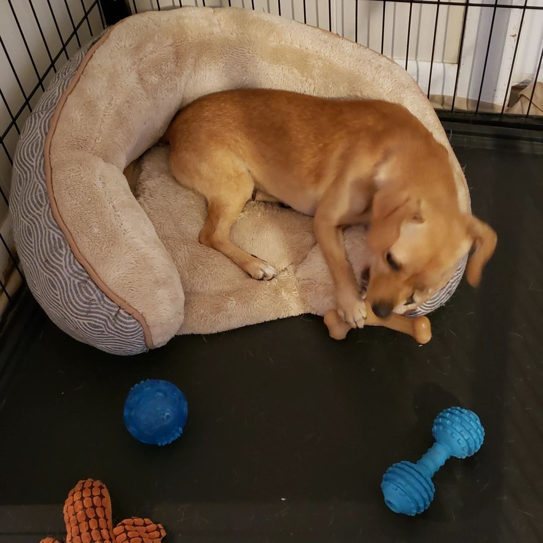 Olive enjoying her Benebone.
<a target='_blank' href='https://www.instagram.com/explore/tags/amm/'>#amm</a> <a target='_blank' href='https://www.instagram.com/explore/tags/allmuttsmatterfoundation/'>#allmuttsmatterfoundation</a> <a target='_blank' href='https://www.instagram.com/explore/tags/allmuttsmatter/'>#allmuttsmatter</a> <a target='_blank' href='https://www.instagram.com/explore/tags/benebone/'>#benebone</a>  <a target='_blank' href='https://www.instagram.com/explore/tags/thankyoubenebone/'>#thankyoubenebone</a> 
<a target='_blank' href='https://www.instagram.com/explore/tags/dogsjustwannahavefun/'>#dogsjustwannahavefun</a>  <a target='_blank' href='https://www.instagram.com/explore/tags/adoptabledogsofinstagram/'>#adoptabledogsofinstagram</a>