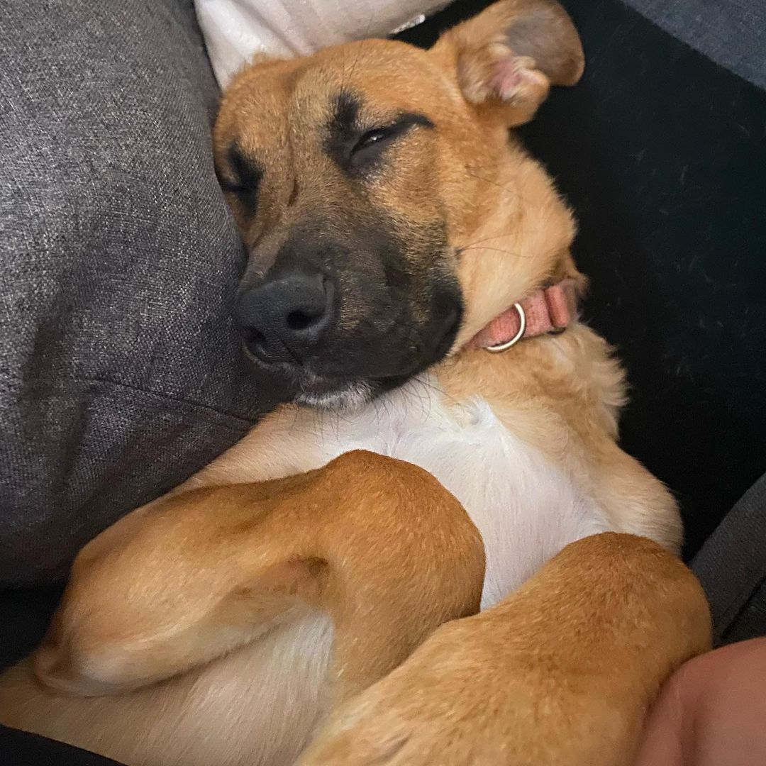 Meet Pup Lyla! A 6 month old shepherd mix. This sweet girl loves to cuddle— but don’t let her couch lounging photos fool you, she also loves to play! She gets along great with her foster brother and loves to romp around the yard and dig in the ice bowl! She is very smart and has already learned some basic commands. If you’re interested in Lyla, please reach out to Michele at MicheleL@k-9lifesavers.org!

<a target='_blank' href='https://www.instagram.com/explore/tags/adoptdontshop/'>#adoptdontshop</a> <a target='_blank' href='https://www.instagram.com/explore/tags/shepherd/'>#shepherd</a> <a target='_blank' href='https://www.instagram.com/explore/tags/snugglebug/'>#snugglebug</a> <a target='_blank' href='https://www.instagram.com/explore/tags/adoptableshepherd/'>#adoptableshepherd</a> <a target='_blank' href='https://www.instagram.com/explore/tags/adoptable/'>#adoptable</a>