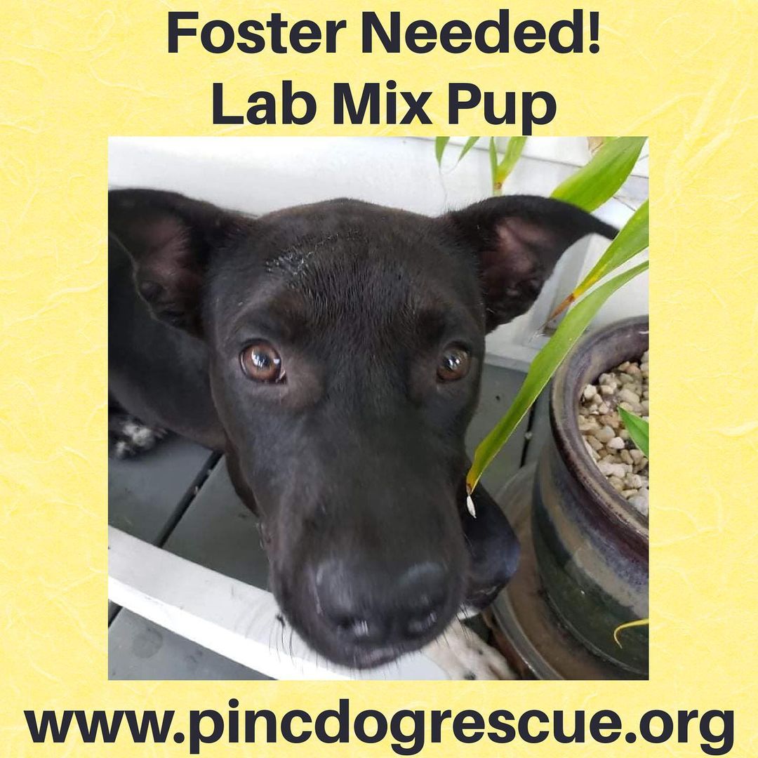 Fosters needed ASAP!
Pug mix - caught in neighborhood after someone in a black truck dumped him out.  Owner will not get the pups and has ceased all communications with the finder.  If you have room in your heart and home, please contact us. We pay for all supplies and vetting needs. <a target='_blank' href='https://www.instagram.com/explore/tags/dogsinclt/'>#dogsinclt</a> <a target='_blank' href='https://www.instagram.com/explore/tags/dogsofclt/'>#dogsofclt</a> <a target='_blank' href='https://www.instagram.com/explore/tags/legionbrewing/'>#legionbrewing</a> <a target='_blank' href='https://www.instagram.com/explore/tags/legionbrewingsouthpark/'>#legionbrewingsouthpark</a> <a target='_blank' href='https://www.instagram.com/explore/tags/rescuedogs/'>#rescuedogs</a> <a target='_blank' href='https://www.instagram.com/explore/tags/dogfoster/'>#dogfoster</a> <a target='_blank' href='https://www.instagram.com/explore/tags/lakenormannc/'>#lakenormannc</a> <a target='_blank' href='https://www.instagram.com/explore/tags/discoverclt/'>#discoverclt</a>