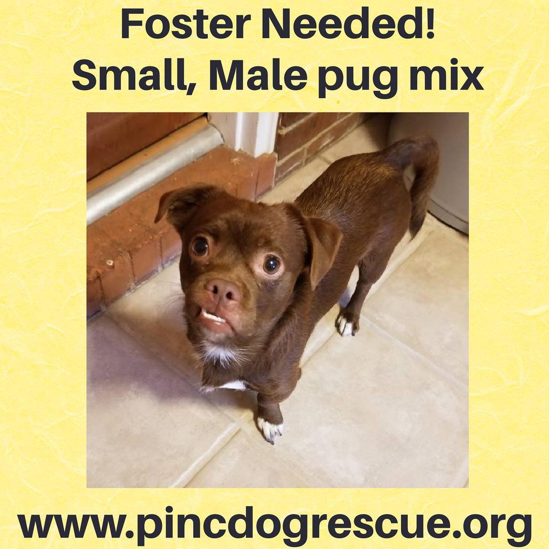 Fosters needed ASAP!
Pug mix - caught in neighborhood after someone in a black truck dumped him out.  Owner will not get the pups and has ceased all communications with the finder.  If you have room in your heart and home, please contact us. We pay for all supplies and vetting needs. <a target='_blank' href='https://www.instagram.com/explore/tags/dogsinclt/'>#dogsinclt</a> <a target='_blank' href='https://www.instagram.com/explore/tags/dogsofclt/'>#dogsofclt</a> <a target='_blank' href='https://www.instagram.com/explore/tags/legionbrewing/'>#legionbrewing</a> <a target='_blank' href='https://www.instagram.com/explore/tags/legionbrewingsouthpark/'>#legionbrewingsouthpark</a> <a target='_blank' href='https://www.instagram.com/explore/tags/rescuedogs/'>#rescuedogs</a> <a target='_blank' href='https://www.instagram.com/explore/tags/dogfoster/'>#dogfoster</a> <a target='_blank' href='https://www.instagram.com/explore/tags/lakenormannc/'>#lakenormannc</a> <a target='_blank' href='https://www.instagram.com/explore/tags/discoverclt/'>#discoverclt</a>