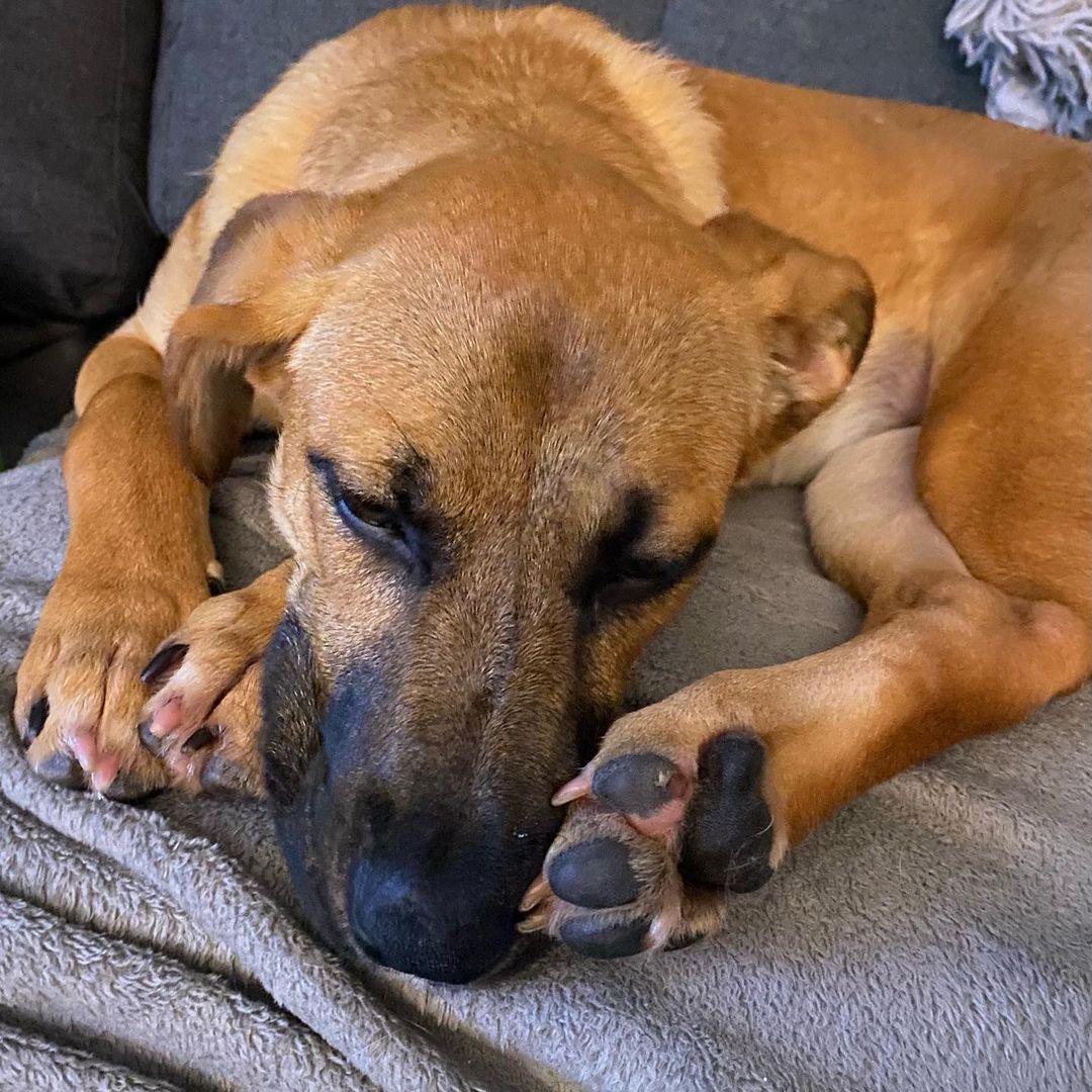 Meet Pup Lyla! A 6 month old shepherd mix. This sweet girl loves to cuddle— but don’t let her couch lounging photos fool you, she also loves to play! She gets along great with her foster brother and loves to romp around the yard and dig in the ice bowl! She is very smart and has already learned some basic commands. If you’re interested in Lyla, please reach out to Michele at MicheleL@k-9lifesavers.org!

<a target='_blank' href='https://www.instagram.com/explore/tags/adoptdontshop/'>#adoptdontshop</a> <a target='_blank' href='https://www.instagram.com/explore/tags/shepherd/'>#shepherd</a> <a target='_blank' href='https://www.instagram.com/explore/tags/snugglebug/'>#snugglebug</a> <a target='_blank' href='https://www.instagram.com/explore/tags/adoptableshepherd/'>#adoptableshepherd</a> <a target='_blank' href='https://www.instagram.com/explore/tags/adoptable/'>#adoptable</a>