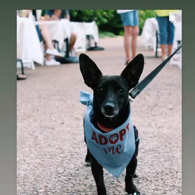 We hosted our first event in a long time at The Library Lounge. Big thanks to our host, North State Animal Hospital and those who came out to support us. @librarylounge_ms