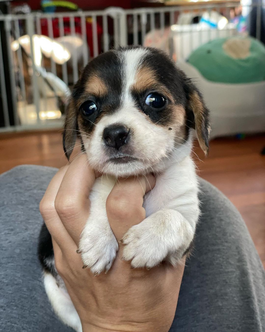 So many cuties looking for their new homes. We love ♻️ pets. ♥️ <a target='_blank' href='https://www.instagram.com/explore/tags/adopt/'>#adopt</a> <a target='_blank' href='https://www.instagram.com/explore/tags/rescue/'>#rescue</a> <a target='_blank' href='https://www.instagram.com/explore/tags/lovabull/'>#lovabull</a> <a target='_blank' href='https://www.instagram.com/explore/tags/yorkie/'>#yorkie</a> <a target='_blank' href='https://www.instagram.com/explore/tags/beagle/'>#beagle</a> <a target='_blank' href='https://www.instagram.com/explore/tags/dogs/'>#dogs</a> <a target='_blank' href='https://www.instagram.com/explore/tags/dogsofinstagram/'>#dogsofinstagram</a> <a target='_blank' href='https://www.instagram.com/explore/tags/foster/'>#foster</a> <a target='_blank' href='https://www.instagram.com/explore/tags/donate/'>#donate</a>