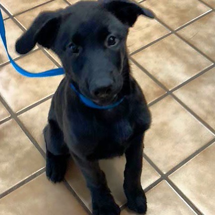 Miss October (10 weeks) had her freedom ride today! Stay tuned for more updates about this adoptable pup!