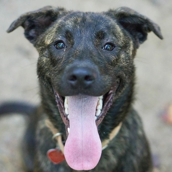 Say hello to Zuni. She's a sweet Shepard mix only around 6 months old. She already knows some commands and would love having a home of her very own.
<a target='_blank' href='https://www.instagram.com/explore/tags/rescuedog/'>#rescuedog</a> <a target='_blank' href='https://www.instagram.com/explore/tags/dogsofinstagram/'>#dogsofinstagram</a> <a target='_blank' href='https://www.instagram.com/explore/tags/adoptdontshop/'>#adoptdontshop</a> <a target='_blank' href='https://www.instagram.com/explore/tags/dog/'>#dog</a> <a target='_blank' href='https://www.instagram.com/explore/tags/rescuedogsofinstagram/'>#rescuedogsofinstagram</a> <a target='_blank' href='https://www.instagram.com/explore/tags/dogs/'>#dogs</a> <a target='_blank' href='https://www.instagram.com/explore/tags/dogstagram/'>#dogstagram</a>  <a target='_blank' href='https://www.instagram.com/explore/tags/instadog/'>#instadog</a> <a target='_blank' href='https://www.instagram.com/explore/tags/dogoftheday/'>#dogoftheday</a> <a target='_blank' href='https://www.instagram.com/explore/tags/doglover/'>#doglover</a> <a target='_blank' href='https://www.instagram.com/explore/tags/doggo/'>#doggo</a>  <a target='_blank' href='https://www.instagram.com/explore/tags/muttsofinstagram/'>#muttsofinstagram</a> <a target='_blank' href='https://www.instagram.com/explore/tags/ilovemydog/'>#ilovemydog</a>  <a target='_blank' href='https://www.instagram.com/explore/tags/instagram/'>#instagram</a>  <a target='_blank' href='https://www.instagram.com/explore/tags/puppylove/'>#puppylove</a>  <a target='_blank' href='https://www.instagram.com/explore/tags/dogsofinsta/'>#dogsofinsta</a> <a target='_blank' href='https://www.instagram.com/explore/tags/pet/'>#pet</a> <a target='_blank' href='https://www.instagram.com/explore/tags/puppies/'>#puppies</a> <a target='_blank' href='https://www.instagram.com/explore/tags/puppiesofinstagram/'>#puppiesofinstagram</a> <a target='_blank' href='https://www.instagram.com/explore/tags/rescuedogs/'>#rescuedogs</a> <a target='_blank' href='https://www.instagram.com/explore/tags/rescuedogsrule/'>#rescuedogsrule</a> <a target='_blank' href='https://www.instagram.com/explore/tags/dogrescue/'>#dogrescue</a> <a target='_blank' href='https://www.instagram.com/explore/tags/adoptadog/'>#adoptadog</a> <a target='_blank' href='https://www.instagram.com/explore/tags/dogsofinstaworld/'>#dogsofinstaworld</a> <a target='_blank' href='https://www.instagram.com/explore/tags/adoptable/'>#adoptable</a>