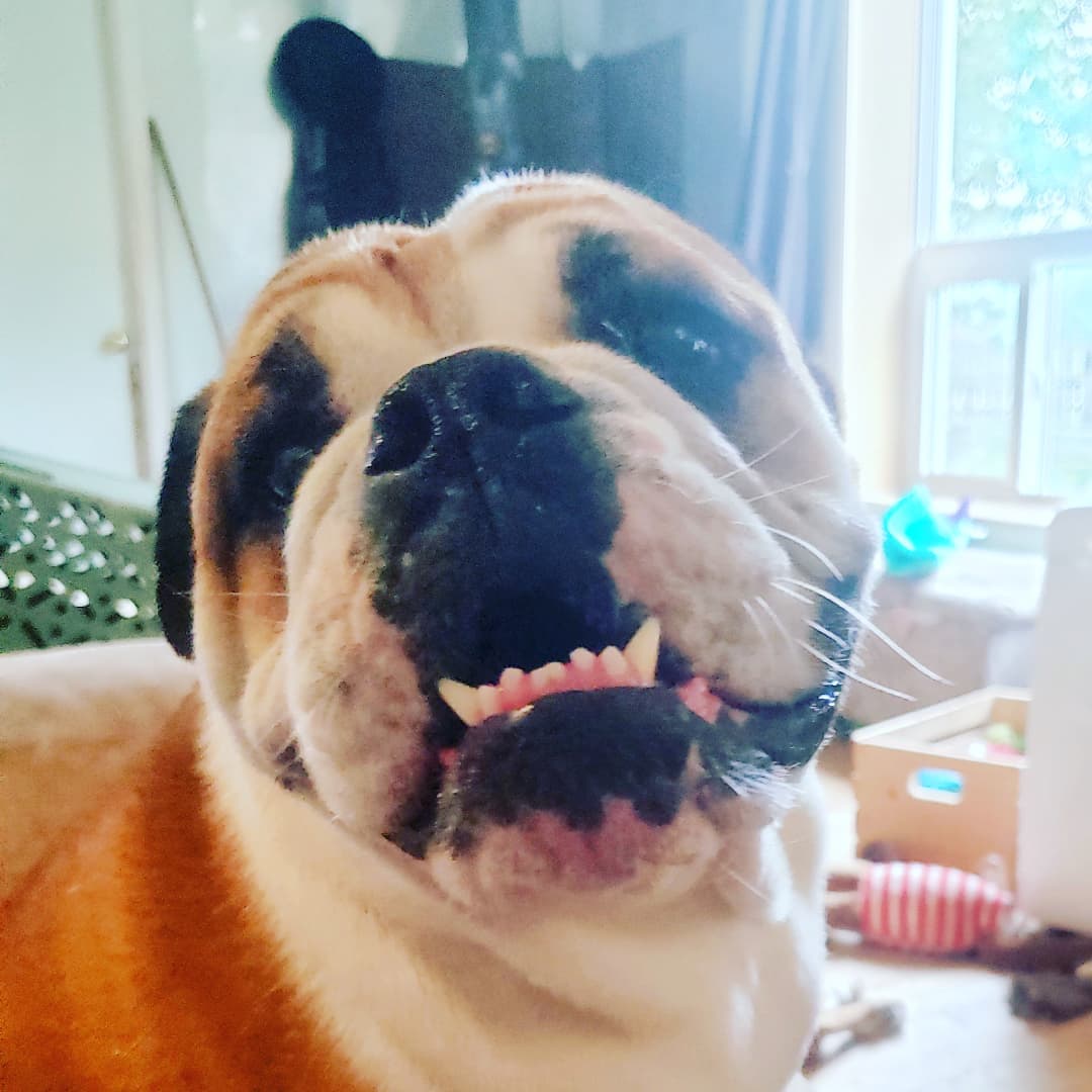 Doggy smiles all around!

<a target='_blank' href='https://www.instagram.com/explore/tags/oldeenglishbulldogge/'>#oldeenglishbulldogge</a> <a target='_blank' href='https://www.instagram.com/explore/tags/oldenglishbulldog/'>#oldenglishbulldog</a> <a target='_blank' href='https://www.instagram.com/explore/tags/oeb/'>#oeb</a> <a target='_blank' href='https://www.instagram.com/explore/tags/oebofinstagram/'>#oebofinstagram</a> <a target='_blank' href='https://www.instagram.com/explore/tags/oebpuppy/'>#oebpuppy</a> <a target='_blank' href='https://www.instagram.com/explore/tags/dogsmile/'>#dogsmile</a> <a target='_blank' href='https://www.instagram.com/explore/tags/doggydaycare/'>#doggydaycare</a> <a target='_blank' href='https://www.instagram.com/explore/tags/dogboarding/'>#dogboarding</a> <a target='_blank' href='https://www.instagram.com/explore/tags/homeawayfromhome/'>#homeawayfromhome</a> <a target='_blank' href='https://www.instagram.com/explore/tags/toofers/'>#toofers</a> <a target='_blank' href='https://www.instagram.com/explore/tags/underbite/'>#underbite</a> <a target='_blank' href='https://www.instagram.com/explore/tags/happydoggo/'>#happydoggo</a> <a target='_blank' href='https://www.instagram.com/explore/tags/snugglepuppy/'>#snugglepuppy</a> <a target='_blank' href='https://www.instagram.com/explore/tags/ilovemyjob/'>#ilovemyjob</a>❤️ <a target='_blank' href='https://www.instagram.com/explore/tags/bestjobever/'>#bestjobever</a> <a target='_blank' href='https://www.instagram.com/explore/tags/animalrescue/'>#animalrescue</a> <a target='_blank' href='https://www.instagram.com/explore/tags/rainyday/'>#rainyday</a>