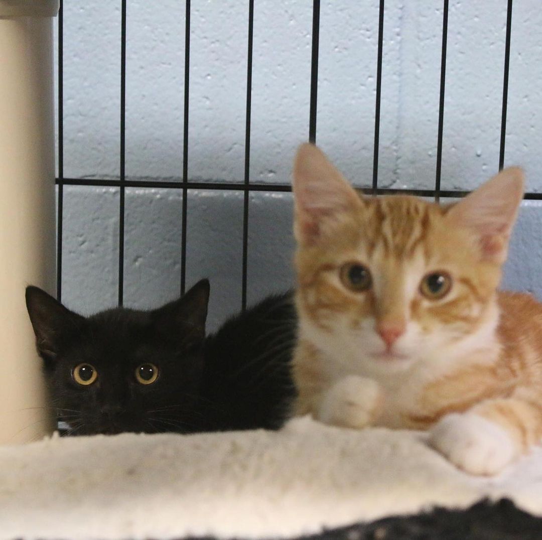 Don't let these cute faces fool you -- These kittens are working kittens. Meet our Barn Kitten Bunch. 

Our working cats are adopted out to barns, warehouses, breweries, etc. Anywhere where they can live their cat fantasies of being mousers, enjoying the breeze and not being forced to hang out with humans. 

Why are these kittens? Well, these kittens are especially spicy. They would be happiest without the pressure of the indoor life. We can't promise that they will eventually warm up to people, but spicy kittens can turn sweet. Or at least from red hot to mild. 

Just remember... hisses get kisses.

Do you need the cutest working kitten? Or know someone who could use a new mouse-catching, bug attacking, little furry employee?