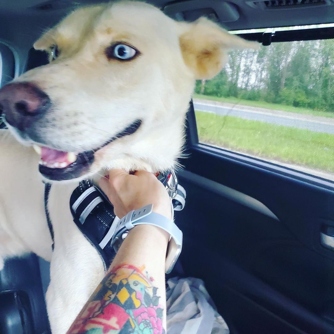 WE NEED A FOSTER ASAP!!!! 

Niko, our big blue eyed baby, is in need of a foster! 

He is, in our opinion, a white husky mix! Very sweet and VERY energetic (as Huskys usually are) 

Please DM, FB Message, or email us kninerescueinc@gmail.com 

<a target='_blank' href='https://www.instagram.com/explore/tags/adoptdontshop/'>#adoptdontshop</a>🐾 <a target='_blank' href='https://www.instagram.com/explore/tags/rescuedismyfavoritebreed/'>#rescuedismyfavoritebreed</a>