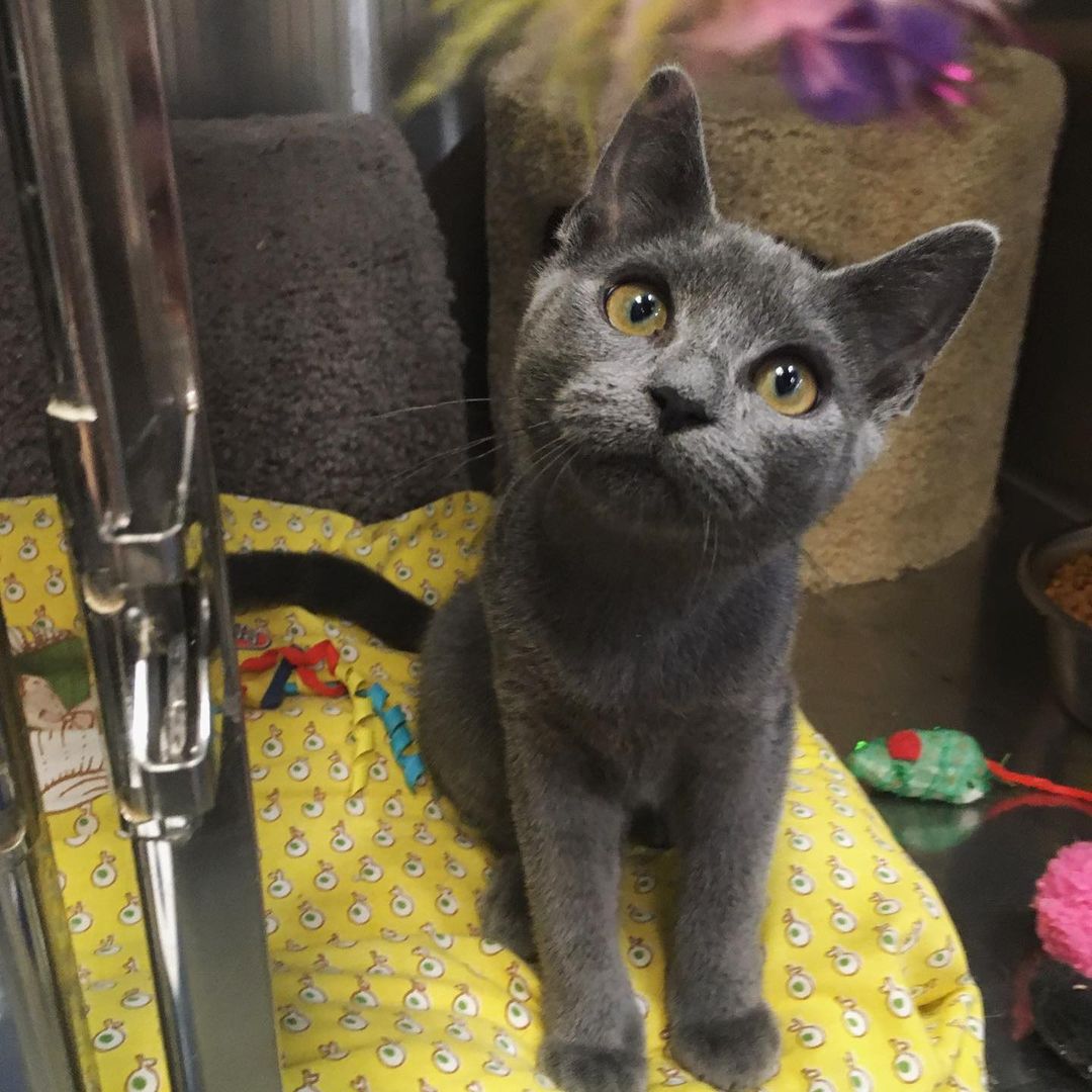 🌟SABRINA🌟 and her sisters ☀️KELLY☀️ and ✨JILL✨ would love for you to visit, apply, and adopt! Or volunteer! at our Adoption Center at Petsmart in Bridgewater, NJ!
.
.
.
.
.
@petsmart_bridgewater @petsmartcharities <a target='_blank' href='https://www.instagram.com/explore/tags/adopt/'>#adopt</a> <a target='_blank' href='https://www.instagram.com/explore/tags/adoptme/'>#adoptme</a> <a target='_blank' href='https://www.instagram.com/explore/tags/kittens/'>#kittens</a> <a target='_blank' href='https://www.instagram.com/explore/tags/nj/'>#nj</a>