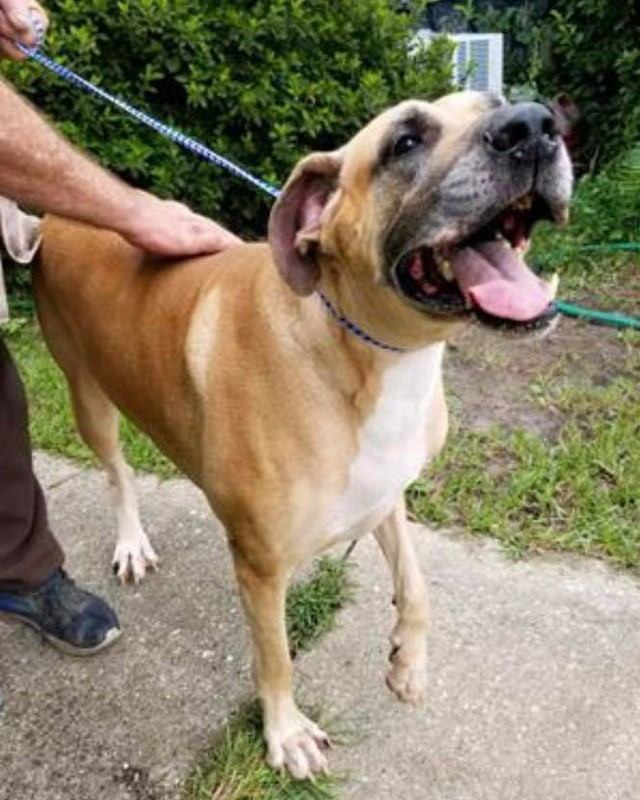 We have ANOTHER fawn girl we’d like to introduce to the family! 

Please welcome Storm to NWFLGDR! Storm was rescued on Sunday from the Jacksonville City Animal Services shelter where she was part of an animal confiscation case. Storm is 5-6 years old, has a few lumps and bumps that need to get checked out (seems she has had a litter or two), she needs to trim off 5-10 lbs of her 130 lbs (don’t we all!?), and her gas on the car ride back to Tallahassee could have powered the truck 🤢🤮! All that will get better with good food and loving care! 

We can tell you this much, she’s a sweetheart - she’s always smiling and she’s getting along great with her Foster pack of two Danes and a lab mix. Her tongue barely fits in her mouth!

She still needs to get spayed and vetted and then will be available for adoption after that. Until then she’s on medical hold. 

For now, welcome to the family frosty muzzle girl! Nose boop salute!

<a target='_blank' href='https://www.instagram.com/explore/tags/greatdane/'>#greatdane</a> <a target='_blank' href='https://www.instagram.com/explore/tags/danesofinstagram/'>#danesofinstagram</a> <a target='_blank' href='https://www.instagram.com/explore/tags/rescuedogsofinstagram/'>#rescuedogsofinstagram</a> <a target='_blank' href='https://www.instagram.com/explore/tags/rescuedog/'>#rescuedog</a> <a target='_blank' href='https://www.instagram.com/explore/tags/rescuedanes/'>#rescuedanes</a> <a target='_blank' href='https://www.instagram.com/explore/tags/fawndane/'>#fawndane</a> <a target='_blank' href='https://www.instagram.com/explore/tags/adoptdontshop/'>#adoptdontshop</a>