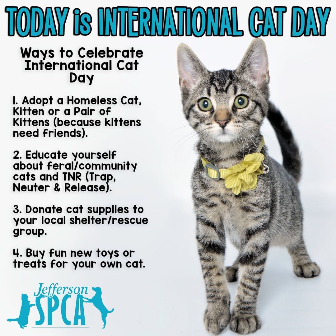 TODAY IS INTERNATIONAL CAT DAY!

We want to share some fun ways to celebrate the great feline species!

1. Adopt a homeless cat, kitten or a pair of kittens! Whether it's a feral cat or a cat from our local shelter or rescue group. 

2. Educate yourself about Feral/Community Cats. It's so important to know about Trap, Neuter and Return and why it's the best solution for helping the overpopulation of cats. Go to alleycat.org and follow Alley Cat Allies for more knowledge of feral/community cats! Join us in JP Community Cats Facebook Group to learn how to TNR cats in our parish. 

3. Donate cat supplies to your local shelter/rescue group. You can donate to us, Jefferson Protection & Animal Welfare Services, SpayMart, A Tail In Need, Metairie Kittens Rescue/Adoption, Animal Rescue New Orleans (ARNO) or any other group in our area that you know rescues cats/kittens. 

4. Make the day special for your own cat. Not that everyday isn't cat day in your home, we all know how cats are. 🙄 But maybe some fresh toys, a new scratching post or some cat nip would be loved by your cat!

<a target='_blank' href='https://www.instagram.com/explore/tags/internationalcatday/'>#internationalcatday</a> <a target='_blank' href='https://www.instagram.com/explore/tags/adoptdontshop/'>#adoptdontshop</a> <a target='_blank' href='https://www.instagram.com/explore/tags/catday/'>#catday</a> <a target='_blank' href='https://www.instagram.com/explore/tags/everydayiscatday/'>#everydayiscatday</a>