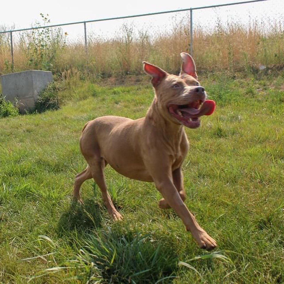 This orange cutie is Clementine. She may be the happiest dog to ever grace Weld County. Clementine is always smiling and greets our team with butt wiggles every time they even cross her sight line. 

Clementine has separation anxiety -- She just loves a bit too much. A home with someone is home often or willing to work with her anxiety would be ideal. Clementine pretty much ignores other dogs in favor of the people. However, she wouldn't mind a doggy friend. Her previous owner says she is house trained and does well with kids. 

---

Again, our large adoption program is full. If you are unable to adopt, please email foster@weldcountyhumane.org to sign up to foster. We cover all fostering costs! Fostering not only gives our furry friends a break from the sheltering life but also opens up another spot for another dog. We are often asked what happens when we can't find homes or fosters. We never euthanize for space. Our community goes above and beyond to find flex space.