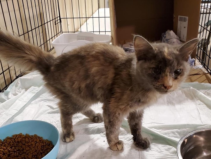 These pretty calico girls, Prue & Toffee, are up for adoption and will be ready as soon as they are clean and well.  When we get in kitties from bad situations, they sometimes need a little time to get well and adjust, as is the case with these two. They will be tested, spayed, vaccinated, wormed, and microchipped.  Both are teenagers (under a year) and very sweet and affectionate.  If interested, mention “Marcia's calicos”. In emails or DMs. 
.
.
.
.
<a target='_blank' href='https://www.instagram.com/explore/tags/NWAR/'>#NWAR</a> <a target='_blank' href='https://www.instagram.com/explore/tags/BentonvilleAR/'>#BentonvilleAR</a> <a target='_blank' href='https://www.instagram.com/explore/tags/RogersAR/'>#RogersAR</a> <a target='_blank' href='https://www.instagram.com/explore/tags/SpringdaleAR/'>#SpringdaleAR</a> <a target='_blank' href='https://www.instagram.com/explore/tags/FayettevilleAR/'>#FayettevilleAR</a> <a target='_blank' href='https://www.instagram.com/explore/tags/FFNWA/'>#FFNWA</a> <a target='_blank' href='https://www.instagram.com/explore/tags/NWArk/'>#NWArk</a> <a target='_blank' href='https://www.instagram.com/explore/tags/FabulousFelinesNWA/'>#FabulousFelinesNWA</a>  <a target='_blank' href='https://www.instagram.com/explore/tags/Arkansas/'>#Arkansas</a>  <a target='_blank' href='https://www.instagram.com/explore/tags/Catstagram/'>#Catstagram</a> <a target='_blank' href='https://www.instagram.com/explore/tags/AdoptDontShop/'>#AdoptDontShop</a> <a target='_blank' href='https://www.instagram.com/explore/tags/CatsOfInstagram/'>#CatsOfInstagram</a> <a target='_blank' href='https://www.instagram.com/explore/tags/Adoptable/'>#Adoptable</a> <a target='_blank' href='https://www.instagram.com/explore/tags/Cat/'>#Cat</a> <a target='_blank' href='https://www.instagram.com/explore/tags/Kitten/'>#Kitten</a> <a target='_blank' href='https://www.instagram.com/explore/tags/Kittenstagram/'>#Kittenstagram</a> <a target='_blank' href='https://www.instagram.com/explore/tags/CatRescue/'>#CatRescue</a>