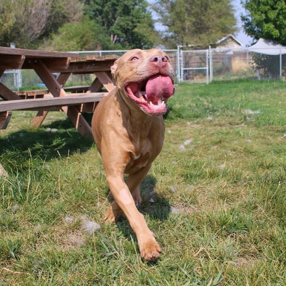 This orange cutie is Clementine. She may be the happiest dog to ever grace Weld County. Clementine is always smiling and greets our team with butt wiggles every time they even cross her sight line. 

Clementine has separation anxiety -- She just loves a bit too much. A home with someone is home often or willing to work with her anxiety would be ideal. Clementine pretty much ignores other dogs in favor of the people. However, she wouldn't mind a doggy friend. Her previous owner says she is house trained and does well with kids. 

---

Again, our large adoption program is full. If you are unable to adopt, please email foster@weldcountyhumane.org to sign up to foster. We cover all fostering costs! Fostering not only gives our furry friends a break from the sheltering life but also opens up another spot for another dog. We are often asked what happens when we can't find homes or fosters. We never euthanize for space. Our community goes above and beyond to find flex space.