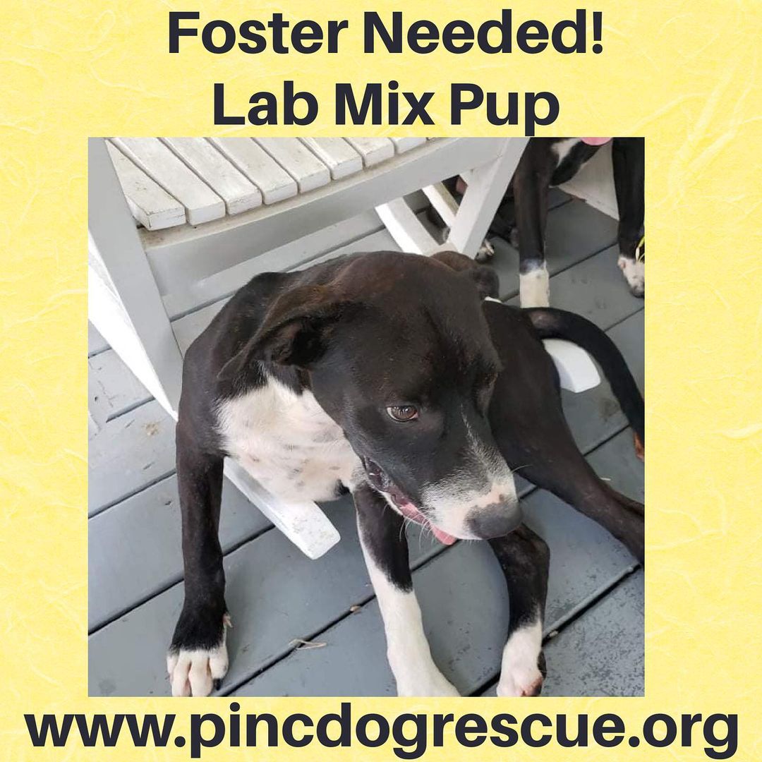 Fosters needed ASAP!
Pug mix - caught in neighborhood after someone in a black truck dumped him out.  Owner will not get the pups and has ceased all communications with the finder.  If you have room in your heart and home, please contact us. We pay for all supplies and vetting needs. <a target='_blank' href='https://www.instagram.com/explore/tags/dogsinclt/'>#dogsinclt</a> <a target='_blank' href='https://www.instagram.com/explore/tags/dogsofclt/'>#dogsofclt</a> <a target='_blank' href='https://www.instagram.com/explore/tags/legionbrewing/'>#legionbrewing</a> <a target='_blank' href='https://www.instagram.com/explore/tags/legionbrewingsouthpark/'>#legionbrewingsouthpark</a> <a target='_blank' href='https://www.instagram.com/explore/tags/rescuedogs/'>#rescuedogs</a> <a target='_blank' href='https://www.instagram.com/explore/tags/dogfoster/'>#dogfoster</a> <a target='_blank' href='https://www.instagram.com/explore/tags/lakenormannc/'>#lakenormannc</a> <a target='_blank' href='https://www.instagram.com/explore/tags/discoverclt/'>#discoverclt</a>