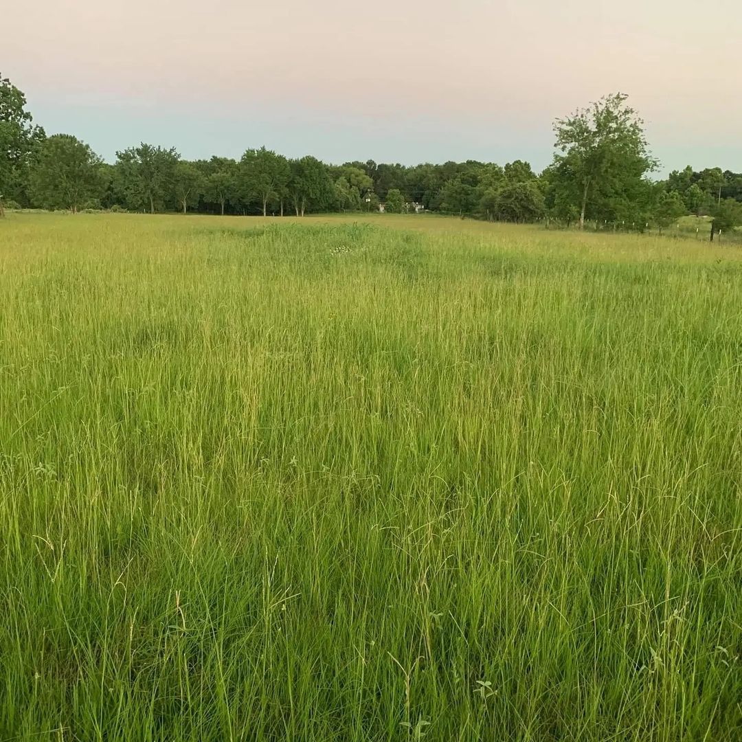 August 4th was our 1-year anniversary at the new rescue ranch location! 🧡❤️