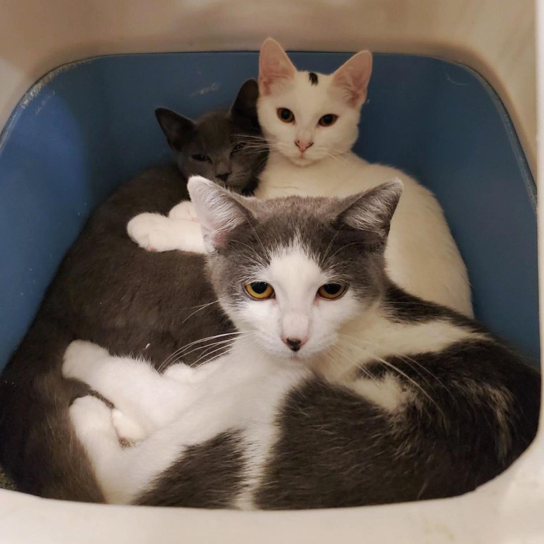 🌟SABRINA🌟 and her sisters ☀️KELLY☀️ and ✨JILL✨ would love for you to visit, apply, and adopt! Or volunteer! at our Adoption Center at Petsmart in Bridgewater, NJ!
.
.
.
.
.
@petsmart_bridgewater @petsmartcharities <a target='_blank' href='https://www.instagram.com/explore/tags/adopt/'>#adopt</a> <a target='_blank' href='https://www.instagram.com/explore/tags/adoptme/'>#adoptme</a> <a target='_blank' href='https://www.instagram.com/explore/tags/kittens/'>#kittens</a> <a target='_blank' href='https://www.instagram.com/explore/tags/nj/'>#nj</a>