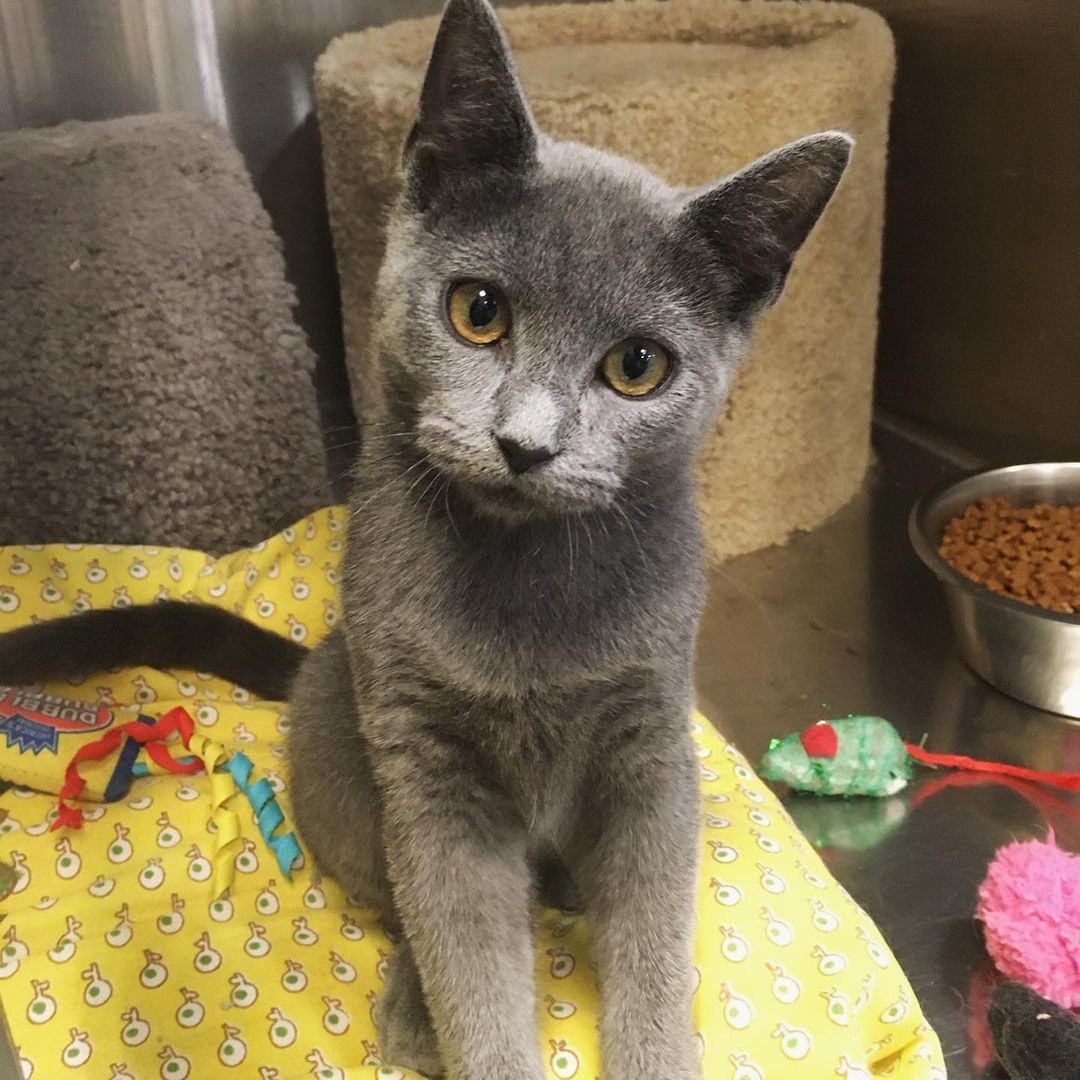 🌟SABRINA🌟 and her sisters ☀️KELLY☀️ and ✨JILL✨ would love for you to visit, apply, and adopt! Or volunteer! at our Adoption Center at Petsmart in Bridgewater, NJ!
.
.
.
.
.
@petsmart_bridgewater @petsmartcharities <a target='_blank' href='https://www.instagram.com/explore/tags/adopt/'>#adopt</a> <a target='_blank' href='https://www.instagram.com/explore/tags/adoptme/'>#adoptme</a> <a target='_blank' href='https://www.instagram.com/explore/tags/kittens/'>#kittens</a> <a target='_blank' href='https://www.instagram.com/explore/tags/nj/'>#nj</a>