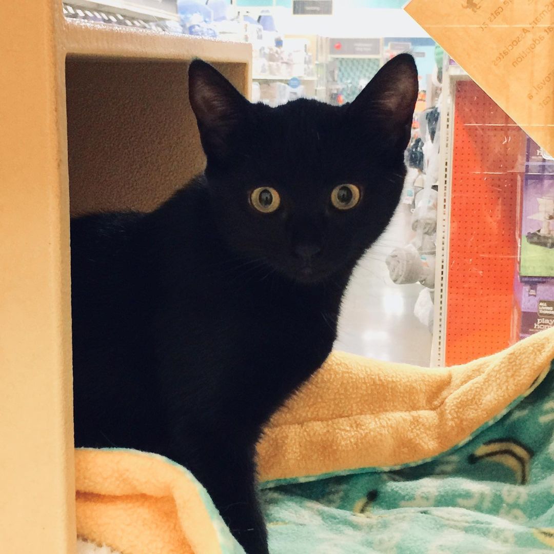 Sister, Donnie, and brother, Raph, are available for adoption!!! They are a beautiful house panther pair and are very friendly and affectionate!

If you are interested in adopting them, email us at:
Ballots@fairpoint.net

<a target='_blank' href='https://www.instagram.com/explore/tags/puyallupanimalrescue/'>#puyallupanimalrescue</a> <a target='_blank' href='https://www.instagram.com/explore/tags/adoptablecats/'>#adoptablecats</a> <a target='_blank' href='https://www.instagram.com/explore/tags/blackkittens/'>#blackkittens</a> <a target='_blank' href='https://www.instagram.com/explore/tags/housepanther/'>#housepanther</a> <a target='_blank' href='https://www.instagram.com/explore/tags/adoptablekittens/'>#adoptablekittens</a> <a target='_blank' href='https://www.instagram.com/explore/tags/rescuekittens/'>#rescuekittens</a>