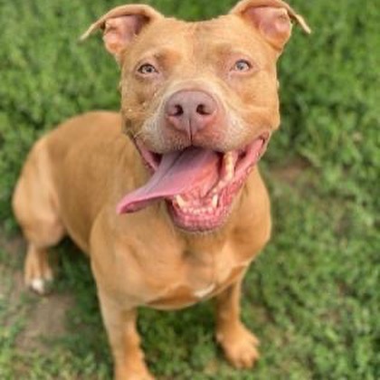 This orange cutie is Clementine. She may be the happiest dog to ever grace Weld County. Clementine is always smiling and greets our team with butt wiggles every time they even cross her sight line. 

Clementine has separation anxiety -- She just loves a bit too much. A home with someone is home often or willing to work with her anxiety would be ideal. Clementine pretty much ignores other dogs in favor of the people. However, she wouldn't mind a doggy friend. Her previous owner says she is house trained and does well with kids. 

---

Again, our large adoption program is full. If you are unable to adopt, please email foster@weldcountyhumane.org to sign up to foster. We cover all fostering costs! Fostering not only gives our furry friends a break from the sheltering life but also opens up another spot for another dog. We are often asked what happens when we can't find homes or fosters. We never euthanize for space. Our community goes above and beyond to find flex space.