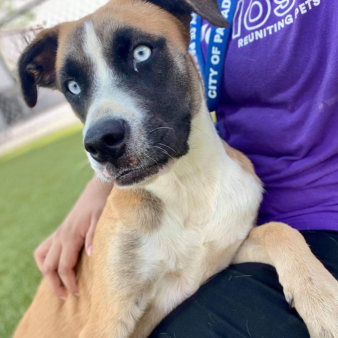 Good morning! 

It’s a tail-wagging Thursday and we want to remind you that we have more than 150 dogs ready to be your new best friend, study Buddy, fitness coach—they’re basically prepared anything to be anything you need, just so they can be part of a family again.

The featured dog is Lisa (A155658).

Dogs come vaccinated, fixed, and microchipped. It’s just $25 to adopt. You can view available animals by visiting www.pasadenashelter.petfinder.com But please do visit us!

Adoption Center 
5160 Burke Road 
Pasadena, TX 77504
www.pasadenashelter.com

Hours
Monday, Wednesday, & Friday
11:00 a.m. - 5:00 p.m.
Tuesday & Thursday 
11:00 a.m. - 6:00 p.m. 
Saturday
11:00 a.m. - 4:00 p.m.

<a target='_blank' href='https://www.instagram.com/explore/tags/shelterdog/'>#shelterdog</a> <a target='_blank' href='https://www.instagram.com/explore/tags/shelterdogsrock/'>#shelterdogsrock</a> <a target='_blank' href='https://www.instagram.com/explore/tags/adoptme/'>#adoptme</a> <a target='_blank' href='https://www.instagram.com/explore/tags/pasadenatx/'>#pasadenatx</a> <a target='_blank' href='https://www.instagram.com/explore/tags/houston/'>#houston</a> <a target='_blank' href='https://www.instagram.com/explore/tags/htxhairstylist/'>#htxhairstylist</a>