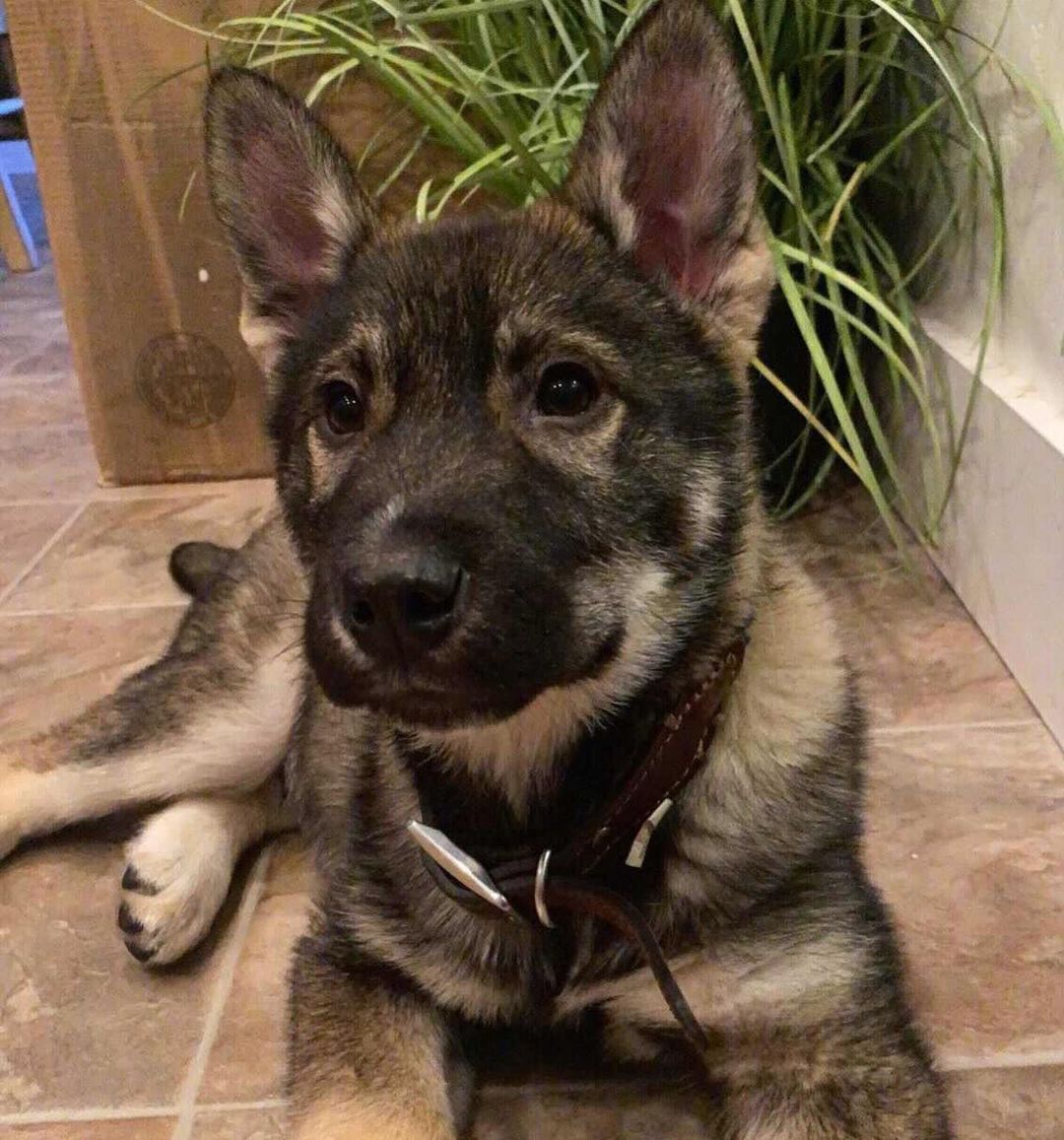 Now & Then!! ✨
Astro is 10 months old now, about 70 lbs & still loves his sissy Suzie the mostest.
Astro is doing some training with his family + our favorite @wasatchk9fitnessandtraining, learning to stay close by & be a good big boy ☺️
He loves going to the park & getting attention from all the people who think he’s a STUD MUFFIN 😍😍
Love you, Stroganoff!!

<a target='_blank' href='https://www.instagram.com/explore/tags/fureverhome/'>#fureverhome</a> <a target='_blank' href='https://www.instagram.com/explore/tags/alwaysadopt/'>#alwaysadopt</a> <a target='_blank' href='https://www.instagram.com/explore/tags/akita/'>#akita</a> <a target='_blank' href='https://www.instagram.com/explore/tags/csrpr/'>#csrpr</a> <a target='_blank' href='https://www.instagram.com/explore/tags/pupdate/'>#pupdate</a>