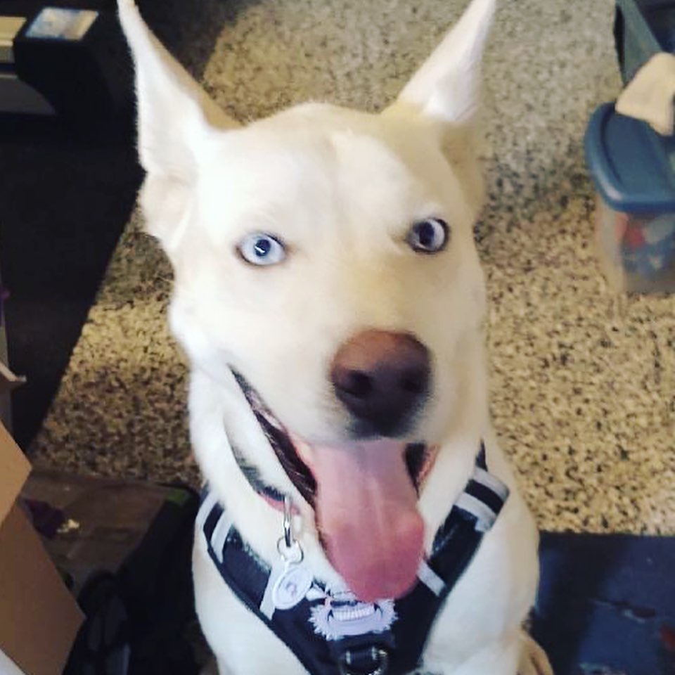 WE NEED A FOSTER ASAP!!!! 

Niko, our big blue eyed baby, is in need of a foster! 

He is, in our opinion, a white husky mix! Very sweet and VERY energetic (as Huskys usually are) 

Please DM, FB Message, or email us kninerescueinc@gmail.com 

<a target='_blank' href='https://www.instagram.com/explore/tags/adoptdontshop/'>#adoptdontshop</a>🐾 <a target='_blank' href='https://www.instagram.com/explore/tags/rescuedismyfavoritebreed/'>#rescuedismyfavoritebreed</a>