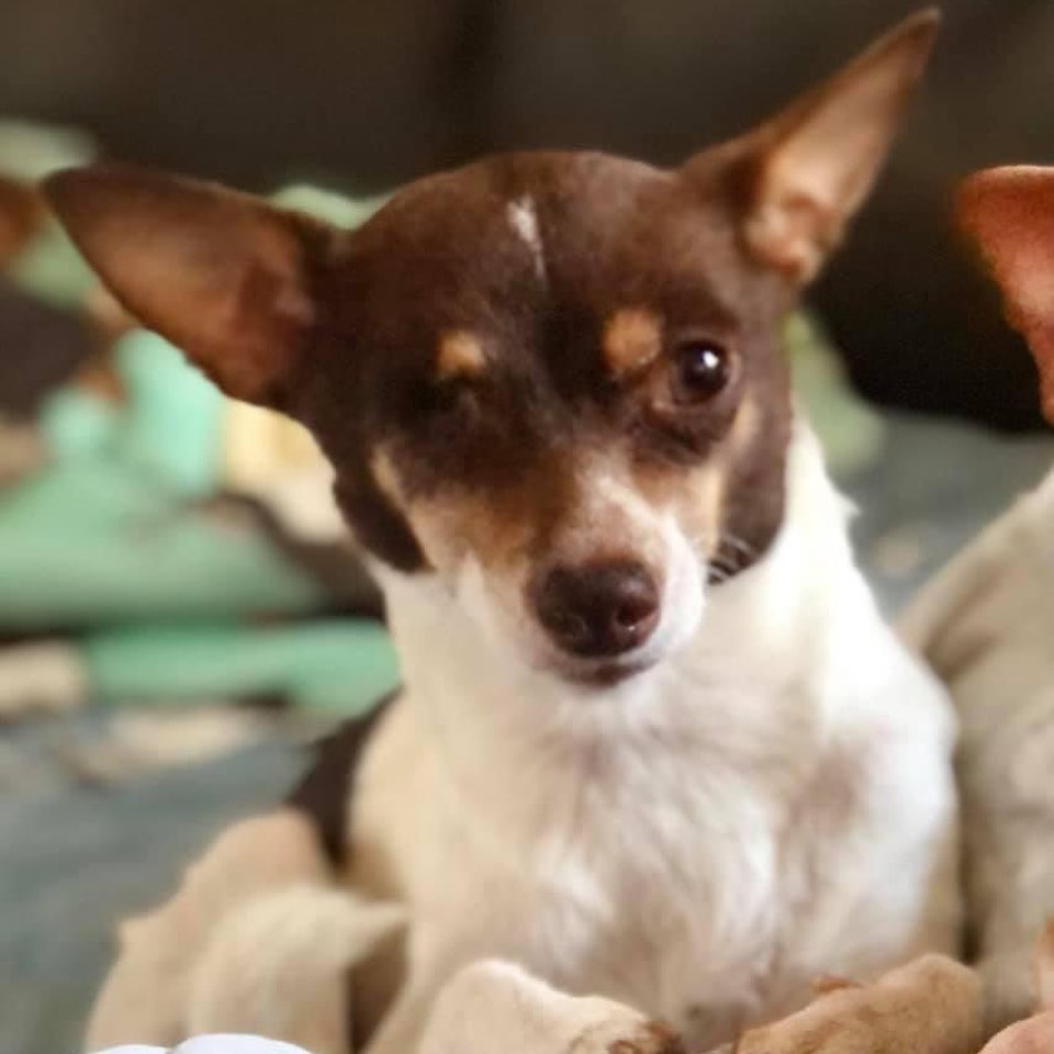 FINALLY a new post! 
Adoptables from left to right:
Brother Bear and Sister (bonded pair, must be together), Porche, Lotus and Queenie.

Training for a new job including commuting to Mesa was exhausting.  Now I am back to working from home for the Banner Nurse Now Triage Line.  Whoop whoop!!!!
Time to get some of these adoptable chihuahuas into their forever homes! If you are interested in additional details, please send an email: Chwawagal@gmail.com

Donations are always welcome (and needed) and can be accepted via PayPal
(link in bio). CCR is a registered 501(c)3 and we can provide you with a donation receipt. Donations can also be phoned in to Daisy Mountain Veterinary
Hospital: (623-551-8387) and deposited into the Chiquita Chihuahua Rescue Account. 
Thanks for following us and please share!!