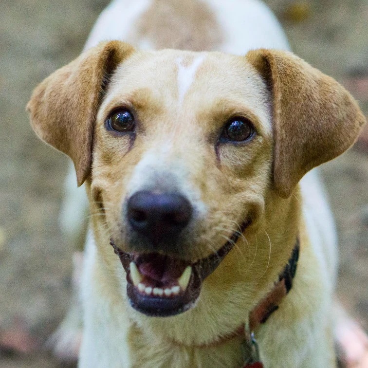 Say hello to Viola. She's a very sweet hound mix with a laid back demeanor. Viola is also a very smart dog who will make a great companion to anyone that gives her the loving forever home she deserves.

<a target='_blank' href='https://www.instagram.com/explore/tags/rescuedog/'>#rescuedog</a> <a target='_blank' href='https://www.instagram.com/explore/tags/dogsofinstagram/'>#dogsofinstagram</a> <a target='_blank' href='https://www.instagram.com/explore/tags/adoptdontshop/'>#adoptdontshop</a> <a target='_blank' href='https://www.instagram.com/explore/tags/dog/'>#dog</a> <a target='_blank' href='https://www.instagram.com/explore/tags/rescuedogsofinstagram/'>#rescuedogsofinstagram</a> <a target='_blank' href='https://www.instagram.com/explore/tags/dogs/'>#dogs</a> <a target='_blank' href='https://www.instagram.com/explore/tags/dogstagram/'>#dogstagram</a>  <a target='_blank' href='https://www.instagram.com/explore/tags/instadog/'>#instadog</a> <a target='_blank' href='https://www.instagram.com/explore/tags/dogoftheday/'>#dogoftheday</a> <a target='_blank' href='https://www.instagram.com/explore/tags/doglover/'>#doglover</a> <a target='_blank' href='https://www.instagram.com/explore/tags/doggo/'>#doggo</a>  <a target='_blank' href='https://www.instagram.com/explore/tags/muttsofinstagram/'>#muttsofinstagram</a> <a target='_blank' href='https://www.instagram.com/explore/tags/ilovemydog/'>#ilovemydog</a>  <a target='_blank' href='https://www.instagram.com/explore/tags/instagram/'>#instagram</a>  <a target='_blank' href='https://www.instagram.com/explore/tags/puppylove/'>#puppylove</a>  <a target='_blank' href='https://www.instagram.com/explore/tags/dogsofinsta/'>#dogsofinsta</a> <a target='_blank' href='https://www.instagram.com/explore/tags/pet/'>#pet</a> <a target='_blank' href='https://www.instagram.com/explore/tags/puppies/'>#puppies</a> <a target='_blank' href='https://www.instagram.com/explore/tags/puppiesofinstagram/'>#puppiesofinstagram</a> <a target='_blank' href='https://www.instagram.com/explore/tags/rescuedogs/'>#rescuedogs</a> <a target='_blank' href='https://www.instagram.com/explore/tags/rescuedogsrule/'>#rescuedogsrule</a> <a target='_blank' href='https://www.instagram.com/explore/tags/dogrescue/'>#dogrescue</a> <a target='_blank' href='https://www.instagram.com/explore/tags/adoptadog/'>#adoptadog</a> <a target='_blank' href='https://www.instagram.com/explore/tags/dogsofinstaworld/'>#dogsofinstaworld</a> <a target='_blank' href='https://www.instagram.com/explore/tags/adoptable/'>#adoptable</a>