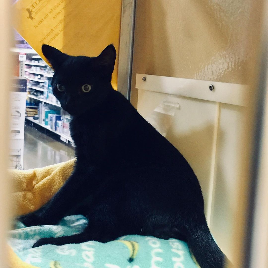 Sister, Donnie, and brother, Raph, are available for adoption!!! They are a beautiful house panther pair and are very friendly and affectionate!

If you are interested in adopting them, email us at:
Ballots@fairpoint.net

<a target='_blank' href='https://www.instagram.com/explore/tags/puyallupanimalrescue/'>#puyallupanimalrescue</a> <a target='_blank' href='https://www.instagram.com/explore/tags/adoptablecats/'>#adoptablecats</a> <a target='_blank' href='https://www.instagram.com/explore/tags/blackkittens/'>#blackkittens</a> <a target='_blank' href='https://www.instagram.com/explore/tags/housepanther/'>#housepanther</a> <a target='_blank' href='https://www.instagram.com/explore/tags/adoptablekittens/'>#adoptablekittens</a> <a target='_blank' href='https://www.instagram.com/explore/tags/rescuekittens/'>#rescuekittens</a>