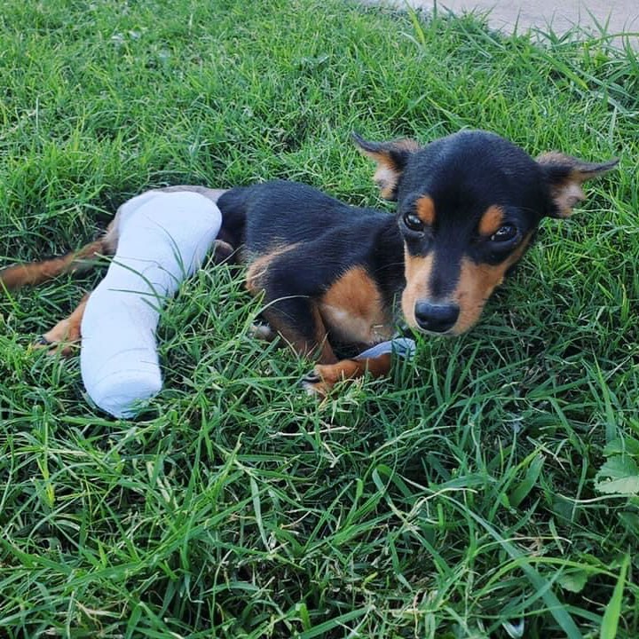 Little John, the puppy with the broken legs, had his first surgery yesterday! 

They are operating on one leg at a time. From Johnny and Knine Rescue Inc.: THANK YOU! We could not afford his treatment without your continued support. 🖤

<a target='_blank' href='https://www.instagram.com/explore/tags/adoptdontshop/'>#adoptdontshop</a>🐾 <a target='_blank' href='https://www.instagram.com/explore/tags/rescuedismyfavoritebreed/'>#rescuedismyfavoritebreed</a>