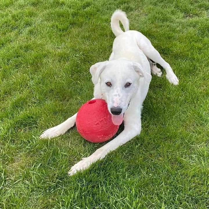 ADOPTION OPPORTUNITY

2 year male; thought to be Great Pyrenees and Lab mix

Gus is a big lovable goofy dog. He loves all people and all dogs alike. Other dogs flock to Gus upon entering the dog park like he is a rock star: It is really a sight to behold. Gus will take off exploring on his own if given the chance, therefore he needs a fenced in yard. Gus would really love to have a playmate. He plays gentle enough to play with a puppy or an older dog that needs a companion to help keep them active or a dog anywhere between. He also likes cats and will try to play with them too.

​Gus is NOT food motivated; Gus is motivated by the bond between him and his person and will take his time really bonding with people but when he does he loves them with all his heart. Gus is in need of some basic behavior training but is smart and has come a long way already. He is getting better about jumping on people but still does when meeting someone new or if he hasn't been exercised. Gus is also crate trained but will sleep with you if you let him.
 
​Gus has a limp from having a broken leg when surrendered, but it doesn’t slow him down and it causes him no pain. He has seen several homes in his life, and really needs a special person that's willing to take the time to forge a strong bond with him and teach him a few basic behaviors. This person will have a really great dog and best friend.

​Gus needs someone who will exercise him without fail. All his negative behaviors subside when he is properly exercised, and I suspect will disappear completely with obedience training. He loves kids, but probably shouldn’t be around really small kids, as he might knock them over.

If you are interested in meeting and adopting Gus, please contact Chris at Christopherwisely@gmail.com.
-
-
-
<a target='_blank' href='https://www.instagram.com/explore/tags/rescuedogs/'>#rescuedogs</a> <a target='_blank' href='https://www.instagram.com/explore/tags/rescuedismyfavoritebreed/'>#rescuedismyfavoritebreed</a> <a target='_blank' href='https://www.instagram.com/explore/tags/rescuedogsofinstagram/'>#rescuedogsofinstagram</a> <a target='_blank' href='https://www.instagram.com/explore/tags/mixedbreed/'>#mixedbreed</a> <a target='_blank' href='https://www.instagram.com/explore/tags/greatpyrenees/'>#greatpyrenees</a> <a target='_blank' href='https://www.instagram.com/explore/tags/labradorretriever/'>#labradorretriever</a> <a target='_blank' href='https://www.instagram.com/explore/tags/wiadoptagolden/'>#wiadoptagolden</a>