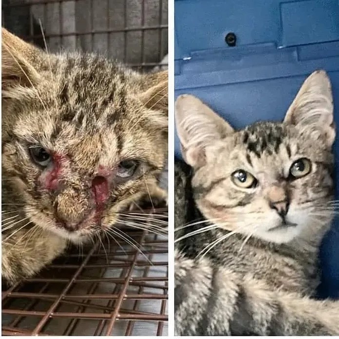 **Slightly Graphic Photos**

Welcome Francis ❤
Thank you to our friend Eileen in New Jersey for saving him and to @whiskersrescuenj for life saving vet care. 
(Francis on the right, Isaac Mewton on the left)

<a target='_blank' href='https://www.instagram.com/explore/tags/adoptdontshop/'>#adoptdontshop</a> <a target='_blank' href='https://www.instagram.com/explore/tags/njcats/'>#njcats</a> <a target='_blank' href='https://www.instagram.com/explore/tags/kittensofinstagram/'>#kittensofinstagram</a> <a target='_blank' href='https://www.instagram.com/explore/tags/catsofinstagram/'>#catsofinstagram</a> <a target='_blank' href='https://www.instagram.com/explore/tags/catgenius/'>#catgenius</a> <a target='_blank' href='https://www.instagram.com/explore/tags/oneeyedcat/'>#oneeyedcat</a> <a target='_blank' href='https://www.instagram.com/explore/tags/tabbycat/'>#tabbycat</a> <a target='_blank' href='https://www.instagram.com/explore/tags/saint/'>#saint</a>