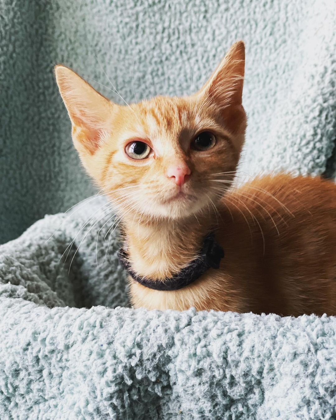 <a target='_blank' href='https://www.instagram.com/explore/tags/adoptable/'>#adoptable</a> kittens. They’re SO loving. <a target='_blank' href='https://www.instagram.com/explore/tags/adoptme/'>#adoptme</a> <a target='_blank' href='https://www.instagram.com/explore/tags/kittensofinstagram/'>#kittensofinstagram</a>