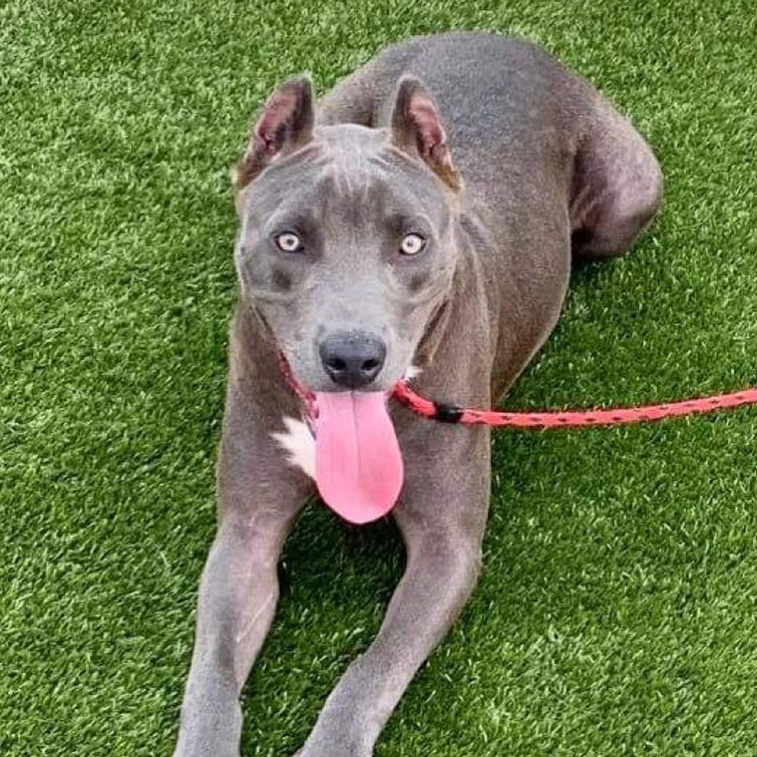 A shelter pet wants to meet you. 

This is Ophelia (A155780). Waiting. Hoping that today will be the day. 

Please visit her. Our shelter is full.

Pasadena Adoption Center
5160 Burke Rd
Pasadena TX 77504
713-920-7942
adoptions@pasadenatx.gov
www.pasadenashelter.com

Monday, Wednesday, Friday
11:00 - 5:00 p.m.
Tuesday, Thursday 
11:00 - 6:00 p.m.
Saturday
11:00 - 4:00 p.m.

<a target='_blank' href='https://www.instagram.com/explore/tags/pibblelove/'>#pibblelove</a> <a target='_blank' href='https://www.instagram.com/explore/tags/pittie/'>#pittie</a> <a target='_blank' href='https://www.instagram.com/explore/tags/bluelacy/'>#bluelacy</a> <a target='_blank' href='https://www.instagram.com/explore/tags/croppedears/'>#croppedears</a> <a target='_blank' href='https://www.instagram.com/explore/tags/pitbullrescues/'>#pitbullrescues</a> <a target='_blank' href='https://www.instagram.com/explore/tags/pitbull/'>#pitbull</a> <a target='_blank' href='https://www.instagram.com/explore/tags/houston/'>#houston</a> <a target='_blank' href='https://www.instagram.com/explore/tags/pasadenatx/'>#pasadenatx</a>