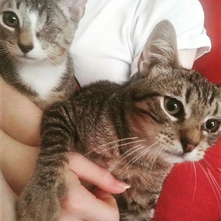 **Slightly Graphic Photos**

Welcome Francis ❤
Thank you to our friend Eileen in New Jersey for saving him and to @whiskersrescuenj for life saving vet care. 
(Francis on the right, Isaac Mewton on the left)

<a target='_blank' href='https://www.instagram.com/explore/tags/adoptdontshop/'>#adoptdontshop</a> <a target='_blank' href='https://www.instagram.com/explore/tags/njcats/'>#njcats</a> <a target='_blank' href='https://www.instagram.com/explore/tags/kittensofinstagram/'>#kittensofinstagram</a> <a target='_blank' href='https://www.instagram.com/explore/tags/catsofinstagram/'>#catsofinstagram</a> <a target='_blank' href='https://www.instagram.com/explore/tags/catgenius/'>#catgenius</a> <a target='_blank' href='https://www.instagram.com/explore/tags/oneeyedcat/'>#oneeyedcat</a> <a target='_blank' href='https://www.instagram.com/explore/tags/tabbycat/'>#tabbycat</a> <a target='_blank' href='https://www.instagram.com/explore/tags/saint/'>#saint</a>