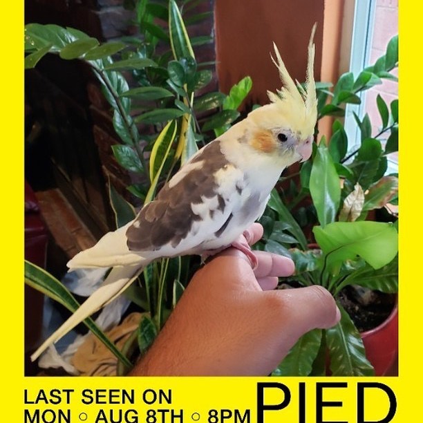 Please keep an eye out for our friends missing bird if you live in the South Bay Area.  <a target='_blank' href='https://www.instagram.com/explore/tags/wiseburn/'>#wiseburn</a> <a target='_blank' href='https://www.instagram.com/explore/tags/manhattanbeach/'>#manhattanbeach</a> <a target='_blank' href='https://www.instagram.com/explore/tags/redondobeach/'>#redondobeach</a> <a target='_blank' href='https://www.instagram.com/explore/tags/hermosabeach/'>#hermosabeach</a> <a target='_blank' href='https://www.instagram.com/explore/tags/delaire/'>#delaire</a> <a target='_blank' href='https://www.instagram.com/explore/tags/cockateils/'>#cockateils</a>