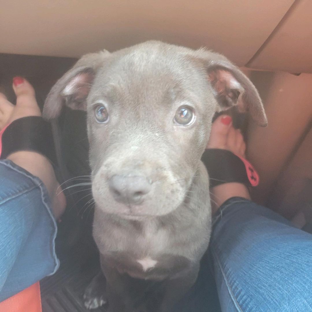 We have a very sick puppy that needs to go to the emergency vet, we do not think he will make it without this care. Please donate anything you can to help us save this munchkin. Donations can be made through PayPal @pawsfromafar or Venmo @pawsfromafar <a target='_blank' href='https://www.instagram.com/explore/tags/bullybreed/'>#bullybreed</a> <a target='_blank' href='https://www.instagram.com/explore/tags/adoptdontshop/'>#adoptdontshop</a> <a target='_blank' href='https://www.instagram.com/explore/tags/pawsfromafar/'>#pawsfromafar</a> @kekedoyouneedme @britneyspears @time0traveler_ @rickygervais