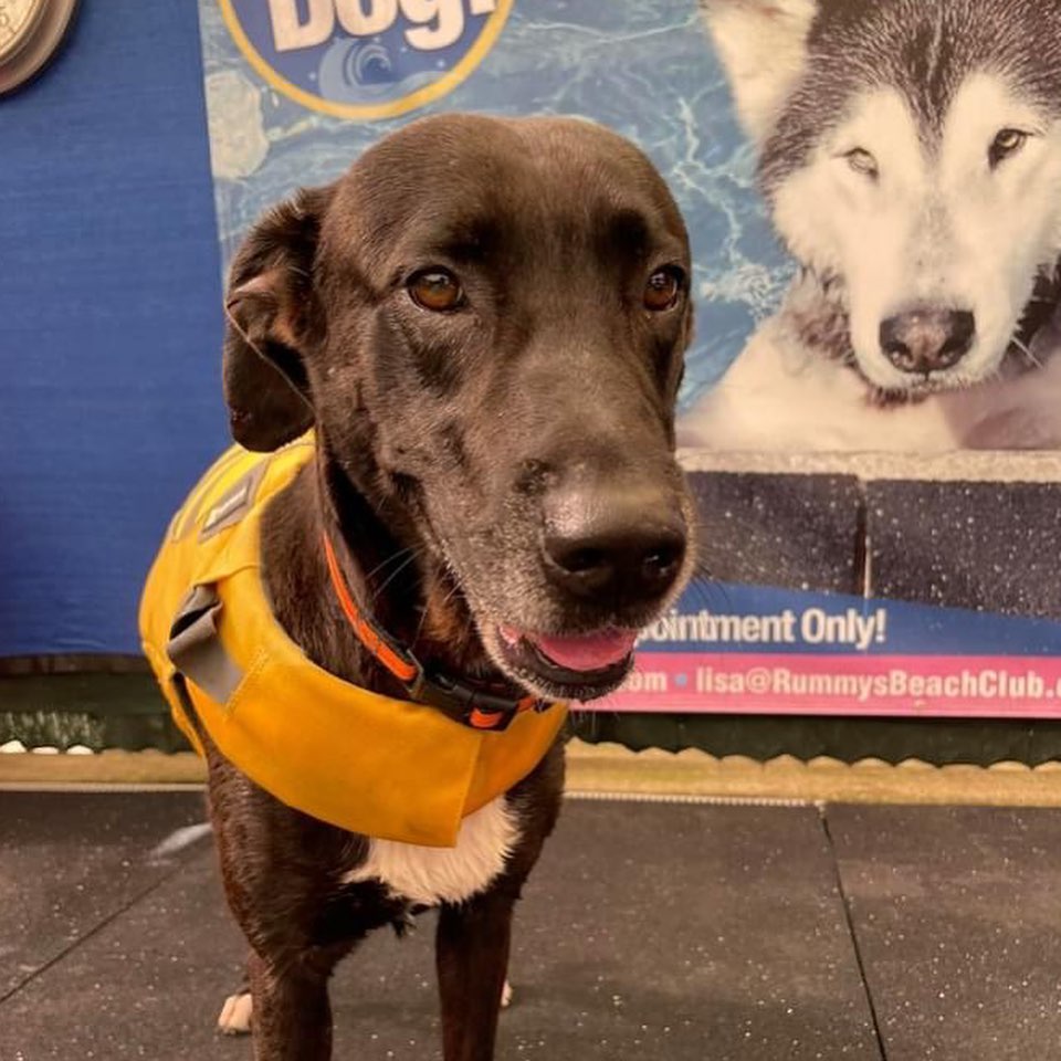 Pope (A155100) has three big strikes. He’s an old, black dog, who’s heartworm positive. Nobody wants him. Nobody has even asked to meet him. How can we keep telling him that somethings I’ll change? That he’ll once again be loved and free to run and play. 

Our shelter is totally full, so we need immediate help for dogs like Pope. He’s been waiting for nearly 60 days without interest. These photos show his last nice memory, when he was able to leave the shelter and participate in the Shelter Dog Olympics splash event at Rummy’s Beach Club. Pope really enjoyed wading in the water, but more than anything, he enjoyed being with people. In fact, he spent most of his time laying his head on staff or trying to cuddle with them.

Pope has gotten along well with some dogs, and potentially could go to a home with another dog (likely a mellow, smaller female).

Please help this guy. He’s been here nearly 60 days, and he’s had ZERO INTEREST. He loves people so much. Pope is a six-year-old Greyhound-Lab mix. He’s fairly small, weighing ~35 pounds. 

Dogs come vaccinated, fixed, and microchipped. It’s just $25 to adopt. We also offer a highly subsidized heartworm treatment. You can view available animals by visiting www.pasadenashelter.petfinder.com. But please come visit us!

Adoption Center 
5160 Burke Road 
Pasadena, TX 77504
www.pasadenashelter.com

Hours
Monday, Wednesday, & Friday
11:00 a.m. - 5:00 p.m.
Tuesday & Thursday 
11:00 a.m. - 6:00 p.m. 
Saturday
11:00 a.m. - 4:00 p.m.

<a target='_blank' href='https://www.instagram.com/explore/tags/shelterdog/'>#shelterdog</a> <a target='_blank' href='https://www.instagram.com/explore/tags/shelterdogsrock/'>#shelterdogsrock</a> <a target='_blank' href='https://www.instagram.com/explore/tags/adoptme/'>#adoptme</a> <a target='_blank' href='https://www.instagram.com/explore/tags/pasadenatx/'>#pasadenatx</a> <a target='_blank' href='https://www.instagram.com/explore/tags/houston/'>#houston</a> <a target='_blank' href='https://www.instagram.com/explore/tags/htx/'>#htx</a> <a target='_blank' href='https://www.instagram.com/explore/tags/seniordog/'>#seniordog</a> <a target='_blank' href='https://www.instagram.com/explore/tags/seniordogs/'>#seniordogs</a> <a target='_blank' href='https://www.instagram.com/explore/tags/seniordogsrock/'>#seniordogsrock</a>