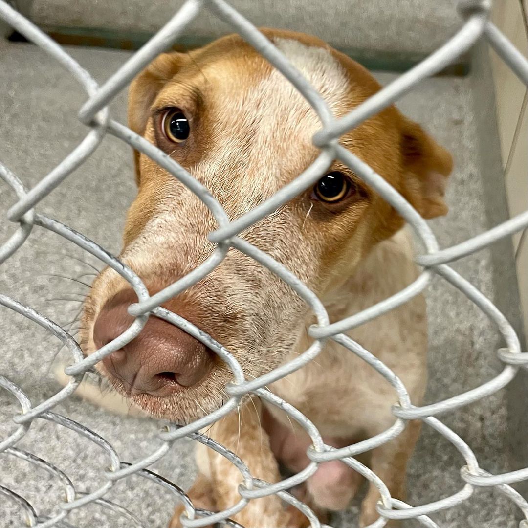 We filled our last kennel this morning. 

ADOPTION FEES WAIVED. IMPOUNDMENT FEES WAIVED. Please help us get the word out. We have nowhere to put the dozen+ dogs that arrive every day. It’s urgent that we find tham forever and foster homes IMMEDIATELY. 

Pasadena Adoption Center
5160 Burke Rd
Pasadena TX 77504
713-920-7942
adoptions@pasadenatx.gov
www.pasadenashelter.com

Monday, Wednesday, Friday
11:00 - 5:00 p.m.
Tuesday, Thursday 
11:00 - 6:00 p.m.
Saturday
11:00 - 4:00 p.m.

<a target='_blank' href='https://www.instagram.com/explore/tags/thisishouston/'>#thisishouston</a> <a target='_blank' href='https://www.instagram.com/explore/tags/shelterdogs/'>#shelterdogs</a> <a target='_blank' href='https://www.instagram.com/explore/tags/adoptme/'>#adoptme</a> <a target='_blank' href='https://www.instagram.com/explore/tags/puppies/'>#puppies</a> <a target='_blank' href='https://www.instagram.com/explore/tags/puppy/'>#puppy</a> <a target='_blank' href='https://www.instagram.com/explore/tags/bordercollie/'>#bordercollie</a> <a target='_blank' href='https://www.instagram.com/explore/tags/husky/'>#husky</a> <a target='_blank' href='https://www.instagram.com/explore/tags/germanshepherd/'>#germanshepherd</a> <a target='_blank' href='https://www.instagram.com/explore/tags/pittie/'>#pittie</a> <a target='_blank' href='https://www.instagram.com/explore/tags/lab/'>#lab</a> <a target='_blank' href='https://www.instagram.com/explore/tags/retriever/'>#retriever</a>  <a target='_blank' href='https://www.instagram.com/explore/tags/goldenretriever/'>#goldenretriever</a> <a target='_blank' href='https://www.instagram.com/explore/tags/cattledog/'>#cattledog</a> <a target='_blank' href='https://www.instagram.com/explore/tags/chowchow/'>#chowchow</a> <a target='_blank' href='https://www.instagram.com/explore/tags/houston/'>#houston</a> <a target='_blank' href='https://www.instagram.com/explore/tags/htx/'>#htx</a> <a target='_blank' href='https://www.instagram.com/explore/tags/pasadenatx/'>#pasadenatx</a>