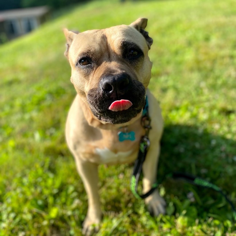 If you don't think Ronnie is cute, she's got a message for you! 😜

Ronnie is a three year old pocket pittie who came into our shelter as a stray and was never claimed. She needs a home without other animals but LOVES people and would be great in a home with people of all ages! At 50LBS, Ronnie is a short, stocky dog that sometimes resembles a piglet more than a pitbull! Ronnie is spayed, microchipped, vaccinated and had a recent 4DX test.

If interested in Ronnie, email Vicki at Vicki@nokillarc.org <a target='_blank' href='https://www.instagram.com/explore/tags/adoptdontshop/'>#adoptdontshop</a> <a target='_blank' href='https://www.instagram.com/explore/tags/adoptabull/'>#adoptabull</a> <a target='_blank' href='https://www.instagram.com/explore/tags/dontbullymybreed/'>#dontbullymybreed</a> <a target='_blank' href='https://www.instagram.com/explore/tags/pitbullsofinstagram/'>#pitbullsofinstagram</a> <a target='_blank' href='https://www.instagram.com/explore/tags/pocketpitbull/'>#pocketpitbull</a> <a target='_blank' href='https://www.instagram.com/explore/tags/shelterdogsofinstagram/'>#shelterdogsofinstagram</a> <a target='_blank' href='https://www.instagram.com/explore/tags/shelterdogs/'>#shelterdogs</a> <a target='_blank' href='https://www.instagram.com/explore/tags/bloomsburg/'>#bloomsburg</a> <a target='_blank' href='https://www.instagram.com/explore/tags/pennsylvania/'>#pennsylvania</a>