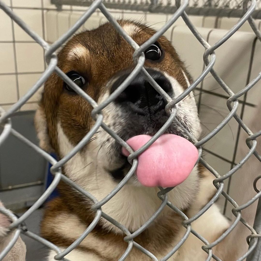 We filled our last kennel this morning. 

ADOPTION FEES WAIVED. IMPOUNDMENT FEES WAIVED. Please help us get the word out. We have nowhere to put the dozen+ dogs that arrive every day. It’s urgent that we find tham forever and foster homes IMMEDIATELY. 

Pasadena Adoption Center
5160 Burke Rd
Pasadena TX 77504
713-920-7942
adoptions@pasadenatx.gov
www.pasadenashelter.com

Monday, Wednesday, Friday
11:00 - 5:00 p.m.
Tuesday, Thursday 
11:00 - 6:00 p.m.
Saturday
11:00 - 4:00 p.m.

<a target='_blank' href='https://www.instagram.com/explore/tags/thisishouston/'>#thisishouston</a> <a target='_blank' href='https://www.instagram.com/explore/tags/shelterdogs/'>#shelterdogs</a> <a target='_blank' href='https://www.instagram.com/explore/tags/adoptme/'>#adoptme</a> <a target='_blank' href='https://www.instagram.com/explore/tags/puppies/'>#puppies</a> <a target='_blank' href='https://www.instagram.com/explore/tags/puppy/'>#puppy</a> <a target='_blank' href='https://www.instagram.com/explore/tags/bordercollie/'>#bordercollie</a> <a target='_blank' href='https://www.instagram.com/explore/tags/husky/'>#husky</a> <a target='_blank' href='https://www.instagram.com/explore/tags/germanshepherd/'>#germanshepherd</a> <a target='_blank' href='https://www.instagram.com/explore/tags/pittie/'>#pittie</a> <a target='_blank' href='https://www.instagram.com/explore/tags/lab/'>#lab</a> <a target='_blank' href='https://www.instagram.com/explore/tags/retriever/'>#retriever</a>  <a target='_blank' href='https://www.instagram.com/explore/tags/goldenretriever/'>#goldenretriever</a> <a target='_blank' href='https://www.instagram.com/explore/tags/cattledog/'>#cattledog</a> <a target='_blank' href='https://www.instagram.com/explore/tags/chowchow/'>#chowchow</a> <a target='_blank' href='https://www.instagram.com/explore/tags/houston/'>#houston</a> <a target='_blank' href='https://www.instagram.com/explore/tags/htx/'>#htx</a> <a target='_blank' href='https://www.instagram.com/explore/tags/pasadenatx/'>#pasadenatx</a>
