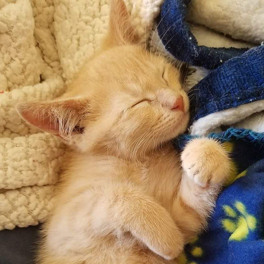 Lil Mason will be up for adoption in a few weeks! No more feral baby! Email caringfriendscatrscuetustin@gmail for an application today! <a target='_blank' href='https://www.instagram.com/explore/tags/catrescue/'>#catrescue</a> <a target='_blank' href='https://www.instagram.com/explore/tags/dontshopadopt/'>#dontshopadopt</a> <a target='_blank' href='https://www.instagram.com/explore/tags/catsofinstagram/'>#catsofinstagram</a> <a target='_blank' href='https://www.instagram.com/explore/tags/toocute/'>#toocute</a>