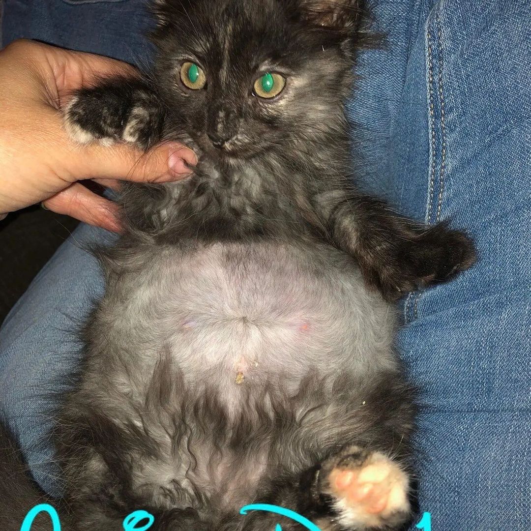 Please help our fundraiser for these FIP kittens. We are treating them but it is very expensive. https://www.gofundme.com/f/saving-kittens-diagnosed-with-fip?utm_campaign=p_lico+share-sheet&utm_medium=copy_link&utm_source=customer