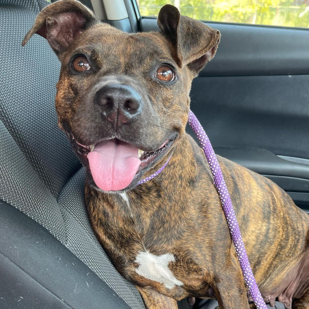 Liberty is SAFE! She got her freedom ride from the shelter on Saturday!! ❤️❤️

Liberty is here to remind you all that affordable spay and neuter is available in your community. 

⭐️ Do you have a pet you would like to get fixed? 

⭐️ Or maybe you know someone who would like an affordable spay / neuter option? 

✨Please help us in the fight to prevent unwanted animals, reduce animal overpopulation, and eliminate euthanasia in shelters. Tag your friends and share!! The difference in our community starts with you! ✨

Visit our website below to learn more!! ⬇️ 

https://www.lancasterspca.net/spay-neuter-microchip-application