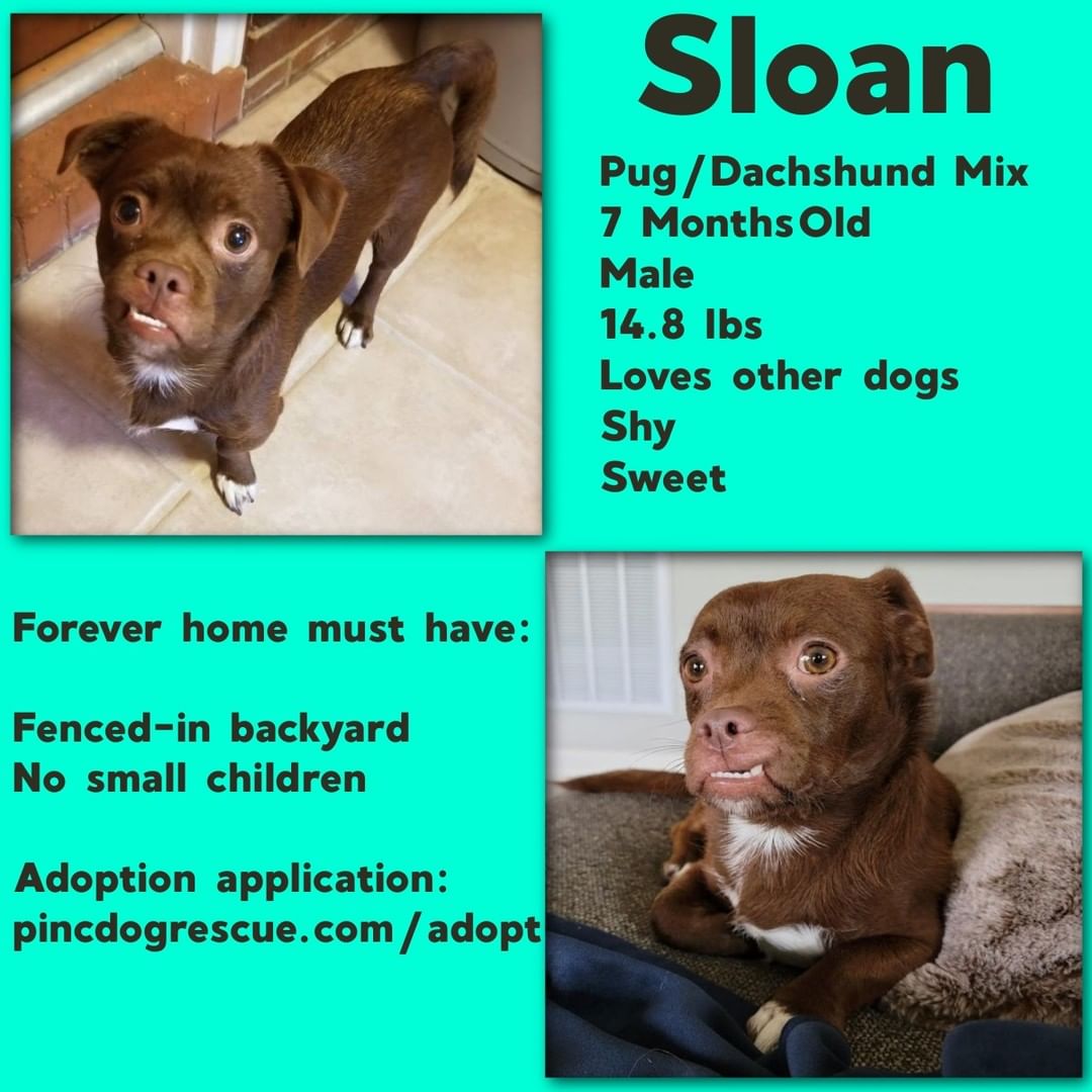 Sloan is accepting applications for his forever home.  This little guy was dumped out of a black truck in a neighborhood.  Luckily, a neighbor witnessed it, and one of our fosters went and got him.  He is super sweet, loves his foster fur sibling and his foster mom and dad.  Sloan loves running around in the backyard, so his forever home will need to have a fenced-in backyard as well as a dog sibling the same size.  He does not like sudden movements, so small children will not be the right fit for him.  If you are interested in adopting, send us an adoption application.
<a target='_blank' href='https://www.instagram.com/explore/tags/dogsincharlotte/'>#dogsincharlotte</a> <a target='_blank' href='https://www.instagram.com/explore/tags/dogsofcharlotte/'>#dogsofcharlotte</a>  <a target='_blank' href='https://www.instagram.com/explore/tags/dogsinclt/'>#dogsinclt</a>  <a target='_blank' href='https://www.instagram.com/explore/tags/dogsofclt/'>#dogsofclt</a> <a target='_blank' href='https://www.instagram.com/explore/tags/dogsofclt/'>#dogsofclt</a>  <a target='_blank' href='https://www.instagram.com/explore/tags/queencity/'>#queencity</a>  <a target='_blank' href='https://www.instagram.com/explore/tags/charlottedogs/'>#charlottedogs</a>  <a target='_blank' href='https://www.instagram.com/explore/tags/cltdogs/'>#cltdogs</a>  <a target='_blank' href='https://www.instagram.com/explore/tags/cltpups/'>#cltpups</a>  <a target='_blank' href='https://www.instagram.com/explore/tags/fortmillsc/'>#fortmillsc</a> <a target='_blank' href='https://www.instagram.com/explore/tags/huntersvillenc/'>#huntersvillenc</a> <a target='_blank' href='https://www.instagram.com/explore/tags/lakenorman/'>#lakenorman</a> ...