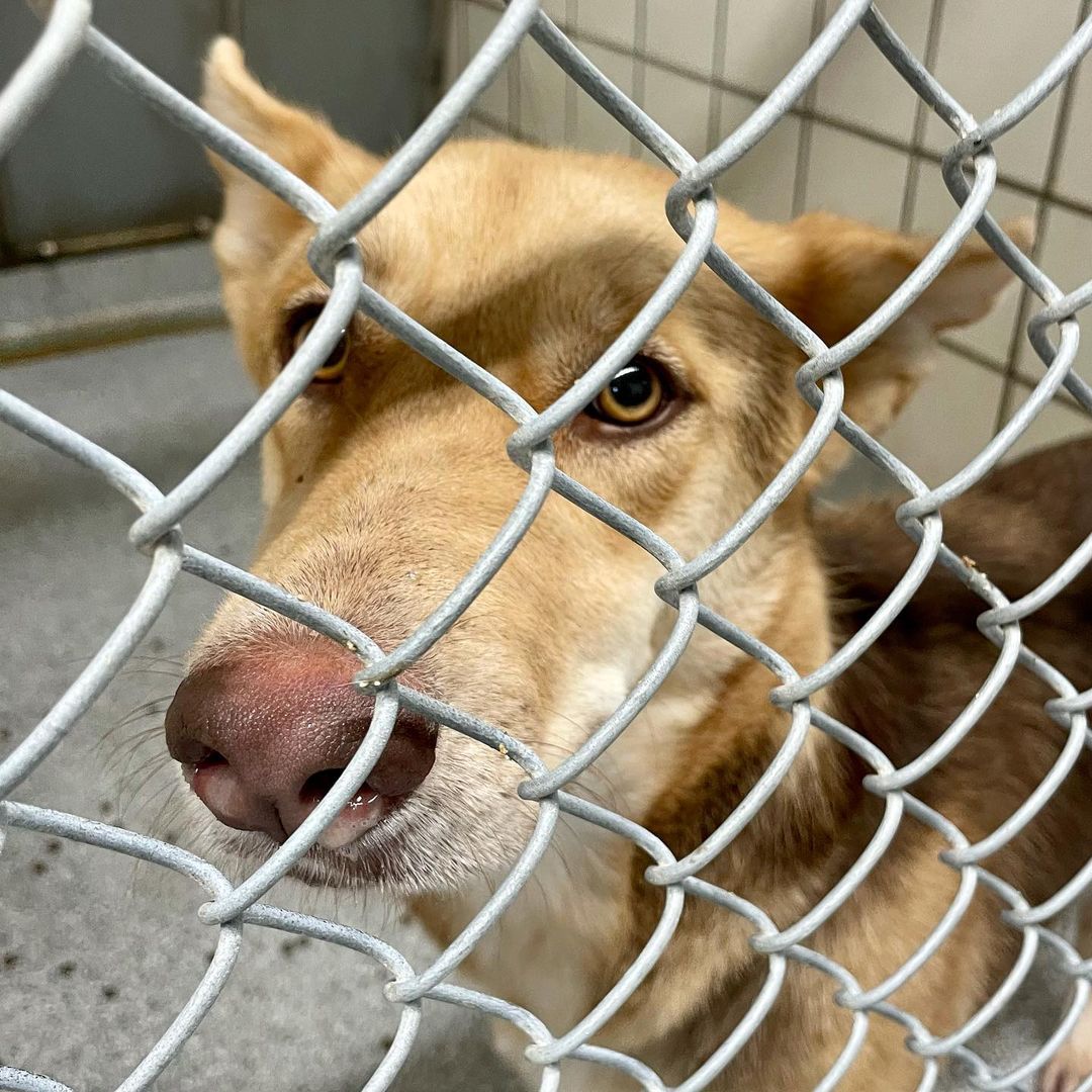 We filled our last kennel this morning. 

ADOPTION FEES WAIVED. IMPOUNDMENT FEES WAIVED. Please help us get the word out. We have nowhere to put the dozen+ dogs that arrive every day. It’s urgent that we find tham forever and foster homes IMMEDIATELY. 

Pasadena Adoption Center
5160 Burke Rd
Pasadena TX 77504
713-920-7942
adoptions@pasadenatx.gov
www.pasadenashelter.com

Monday, Wednesday, Friday
11:00 - 5:00 p.m.
Tuesday, Thursday 
11:00 - 6:00 p.m.
Saturday
11:00 - 4:00 p.m.

<a target='_blank' href='https://www.instagram.com/explore/tags/thisishouston/'>#thisishouston</a> <a target='_blank' href='https://www.instagram.com/explore/tags/shelterdogs/'>#shelterdogs</a> <a target='_blank' href='https://www.instagram.com/explore/tags/adoptme/'>#adoptme</a> <a target='_blank' href='https://www.instagram.com/explore/tags/puppies/'>#puppies</a> <a target='_blank' href='https://www.instagram.com/explore/tags/puppy/'>#puppy</a> <a target='_blank' href='https://www.instagram.com/explore/tags/bordercollie/'>#bordercollie</a> <a target='_blank' href='https://www.instagram.com/explore/tags/husky/'>#husky</a> <a target='_blank' href='https://www.instagram.com/explore/tags/germanshepherd/'>#germanshepherd</a> <a target='_blank' href='https://www.instagram.com/explore/tags/pittie/'>#pittie</a> <a target='_blank' href='https://www.instagram.com/explore/tags/lab/'>#lab</a> <a target='_blank' href='https://www.instagram.com/explore/tags/retriever/'>#retriever</a>  <a target='_blank' href='https://www.instagram.com/explore/tags/goldenretriever/'>#goldenretriever</a> <a target='_blank' href='https://www.instagram.com/explore/tags/cattledog/'>#cattledog</a> <a target='_blank' href='https://www.instagram.com/explore/tags/chowchow/'>#chowchow</a> <a target='_blank' href='https://www.instagram.com/explore/tags/houston/'>#houston</a> <a target='_blank' href='https://www.instagram.com/explore/tags/htx/'>#htx</a> <a target='_blank' href='https://www.instagram.com/explore/tags/pasadenatx/'>#pasadenatx</a>